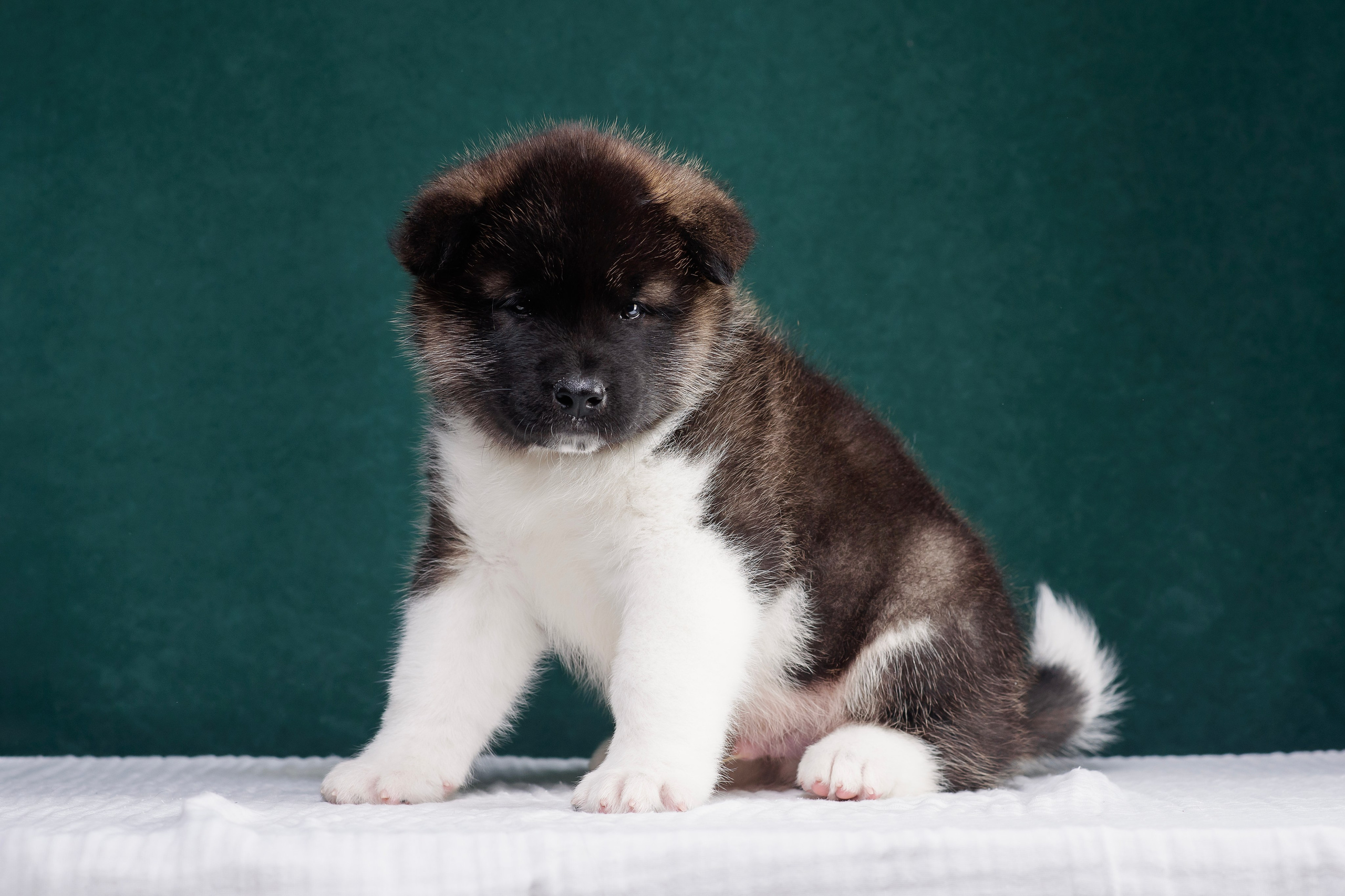 Щенки Американской Акиты. Фотограф — Анималист | Анна Абрамова
