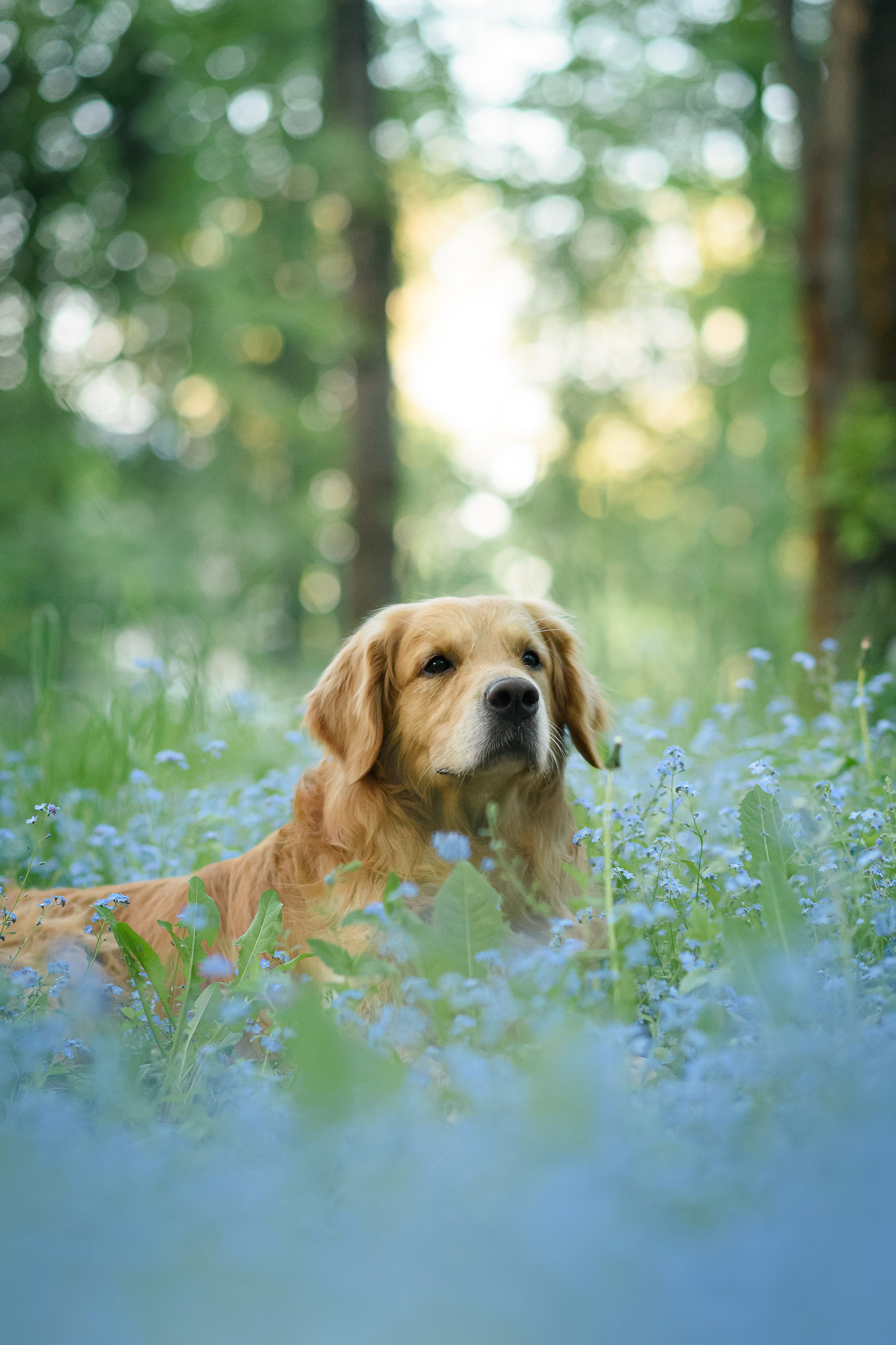Степа, Йоки и Мята — 29.05.2024. Фотограф — Анималист | Анна Абрамова