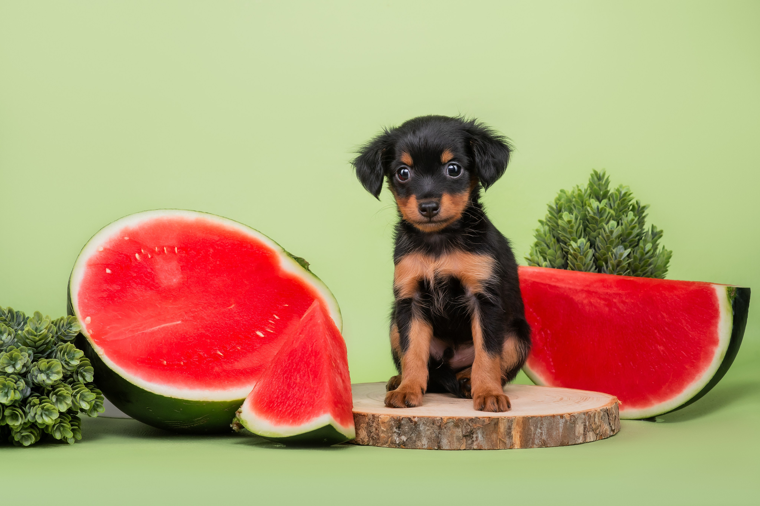 Малыши пражских крысариков — 30.07.2025. Фотограф — Анималист | Анна Абрамова