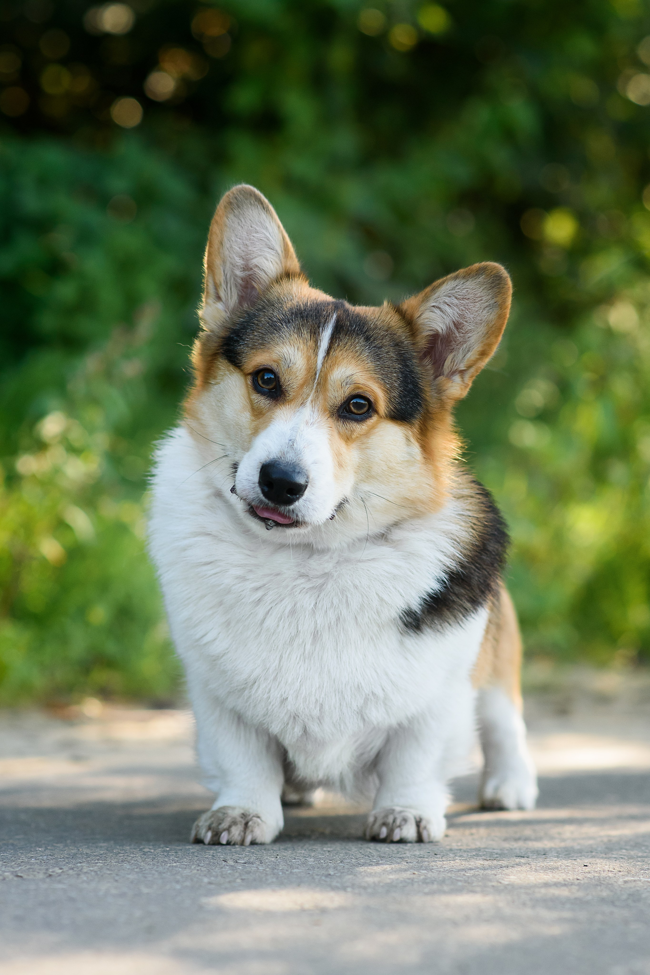 Майк и Лея — 29.08.2024. Фотограф — Анималист | Анна Абрамова