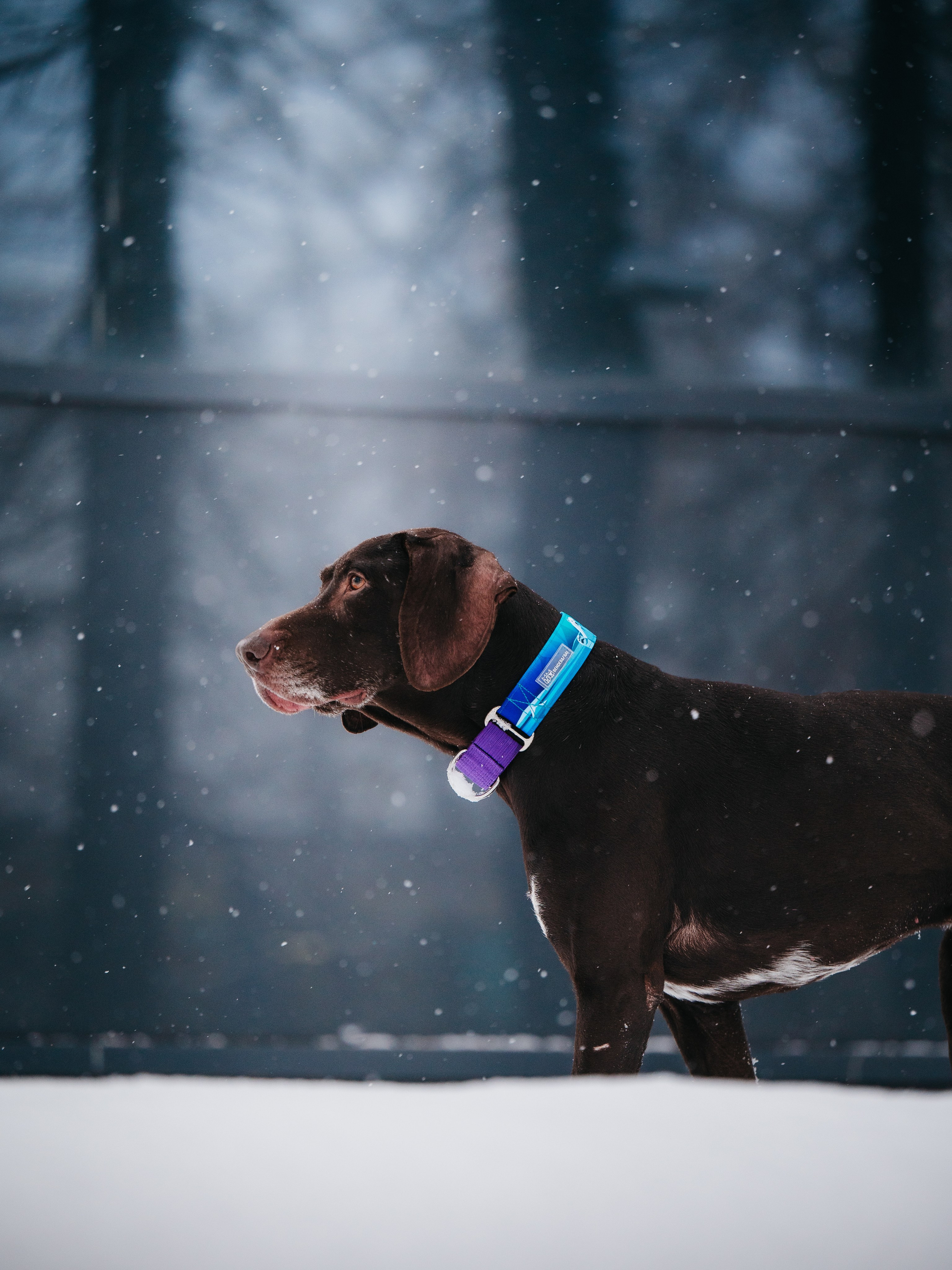 Bender&Frai. Зимняя коллекция. Семейный фотограф анималист Ананьева Мария — Москва