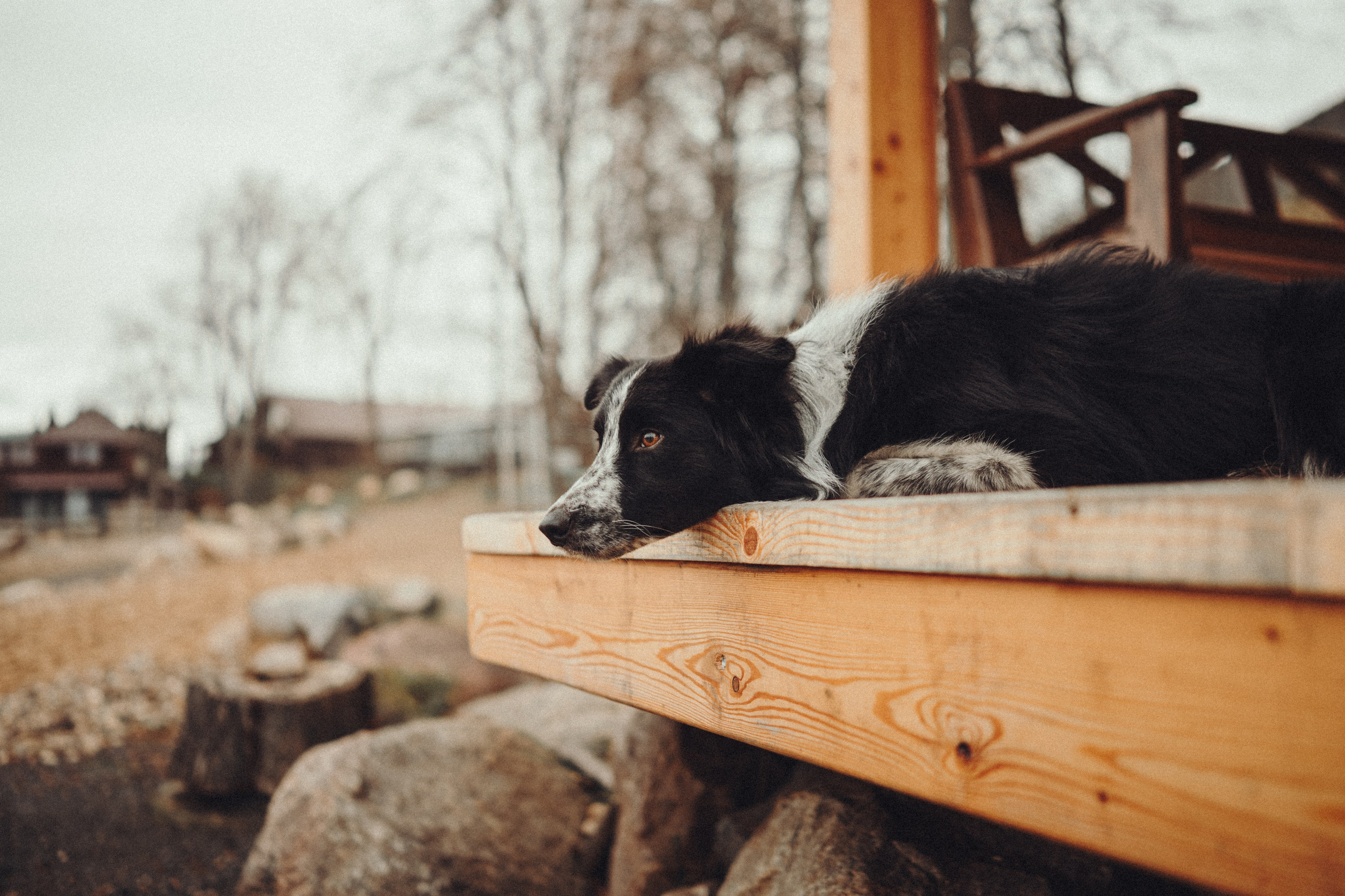 Настя и Рэги на ферме. Семейный фотограф анималист Ананьева Мария — Москва