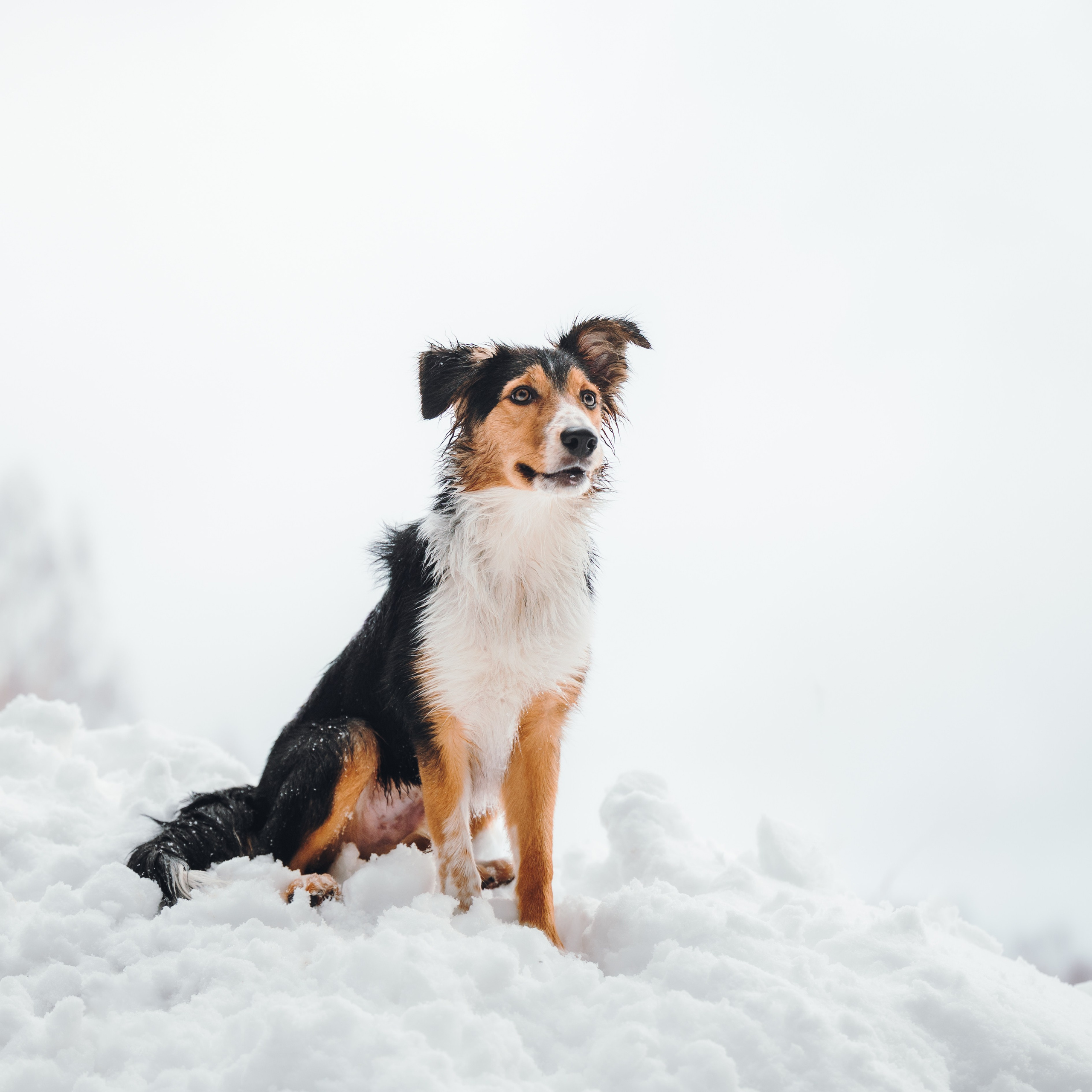 Саша, Эсприт и Флик. Семейный фотограф анималист Ананьева Мария — Москва