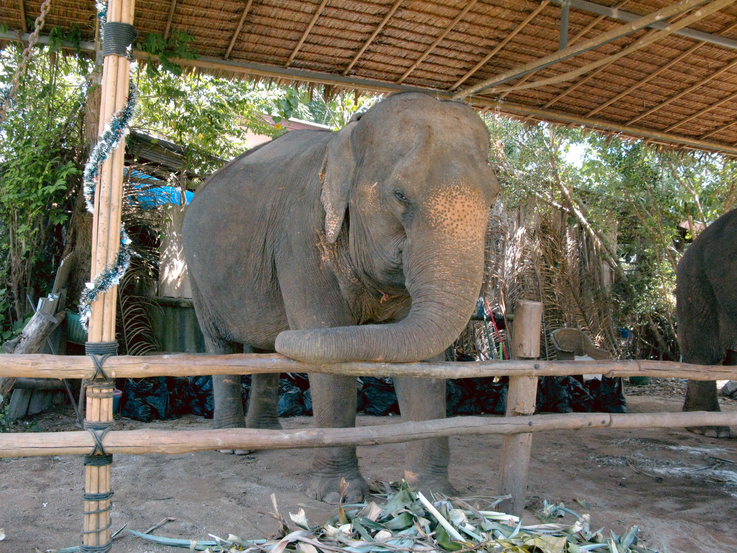 Thai. Фотограф Миланазавр
