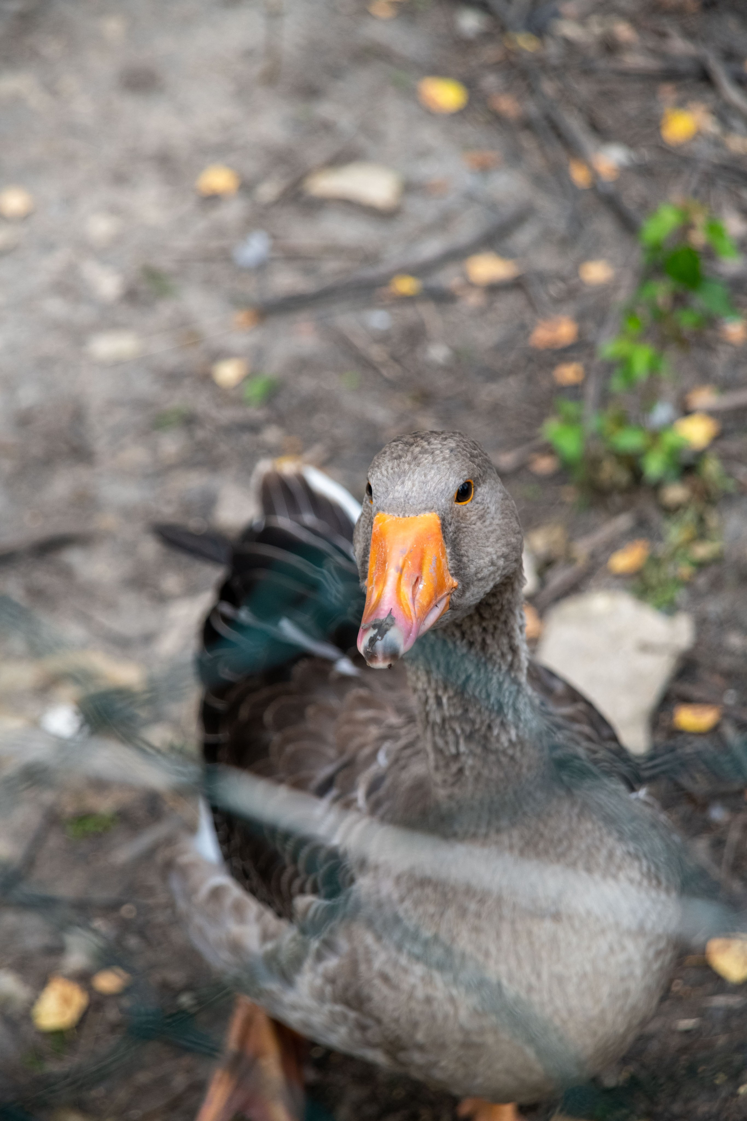 Нутриевая ферма. Большакова Полина — фотограф в Туле