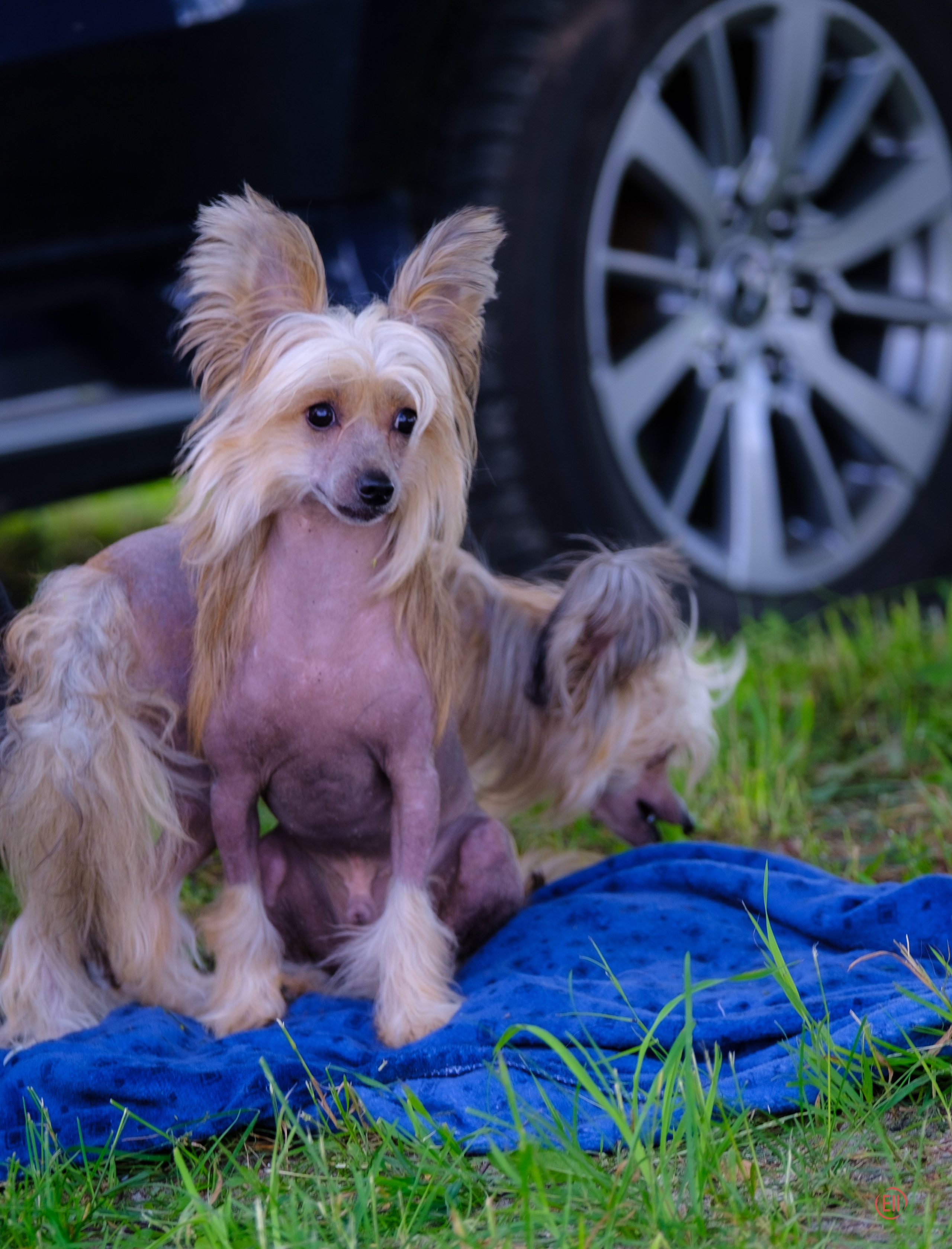 Вороново. Питомник китайских хохлатых собак Poale Ell: купить щенка