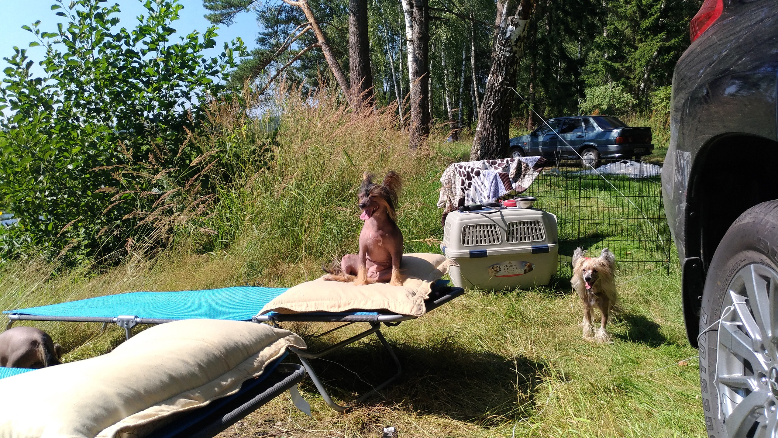 Hike to Konakovo. Poale Ell Chinese Crested Dog Kennel: Buy a puppy from the kennel