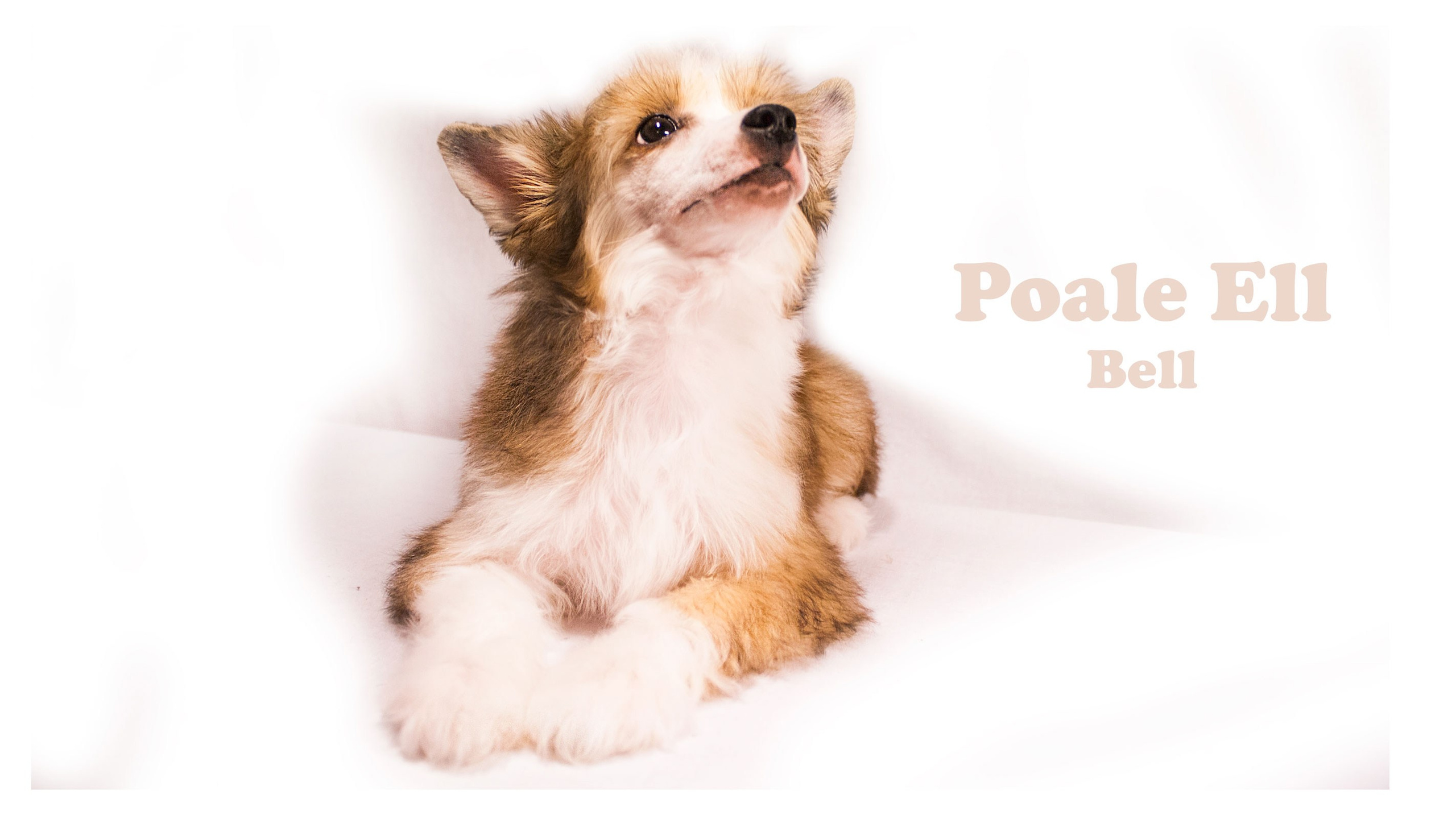 Poale Ell Bell. Chinese Crested Dog Kennel Poale Ell