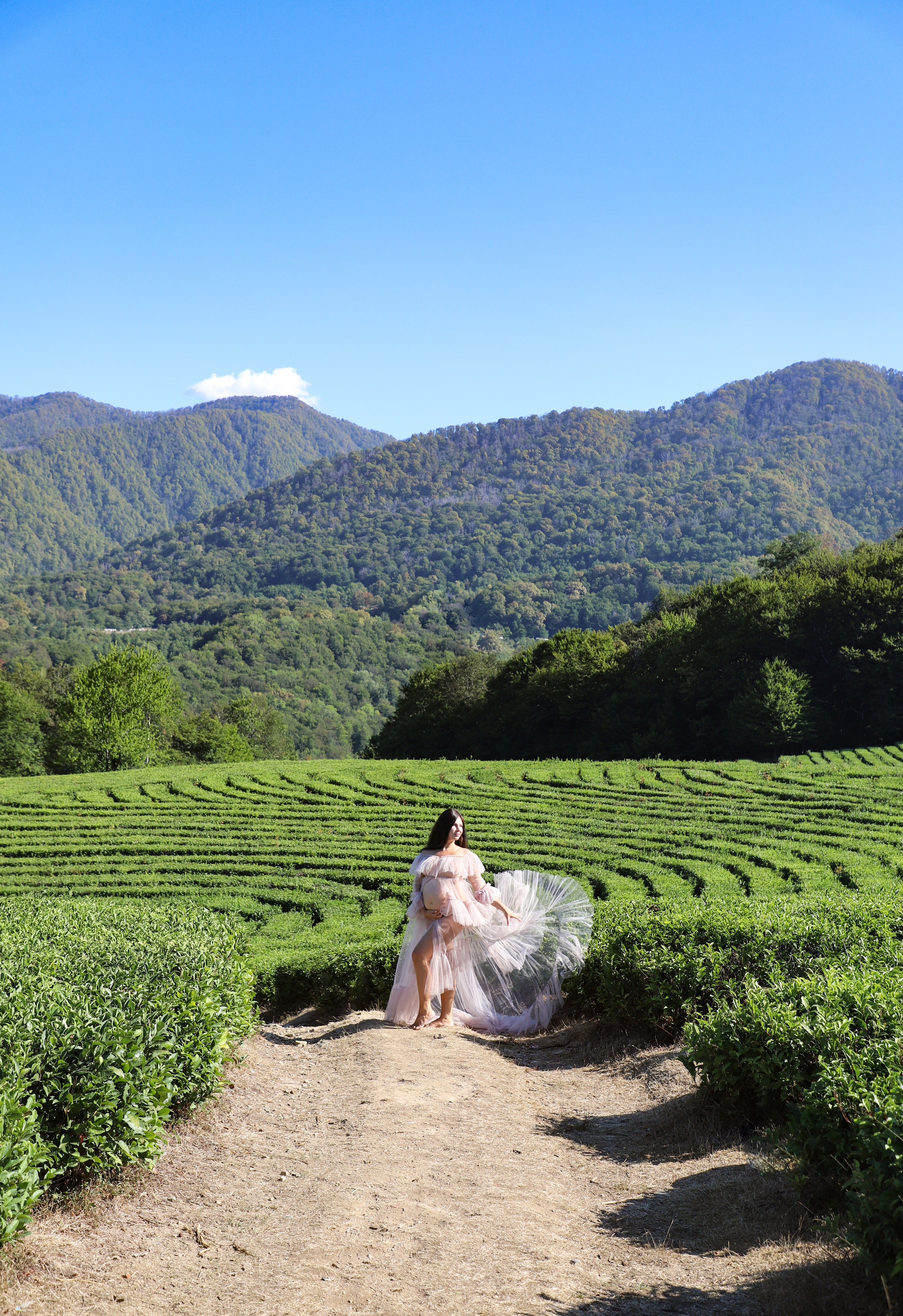 Беремняшка Мацеста чайные плантации 27.08. Главная