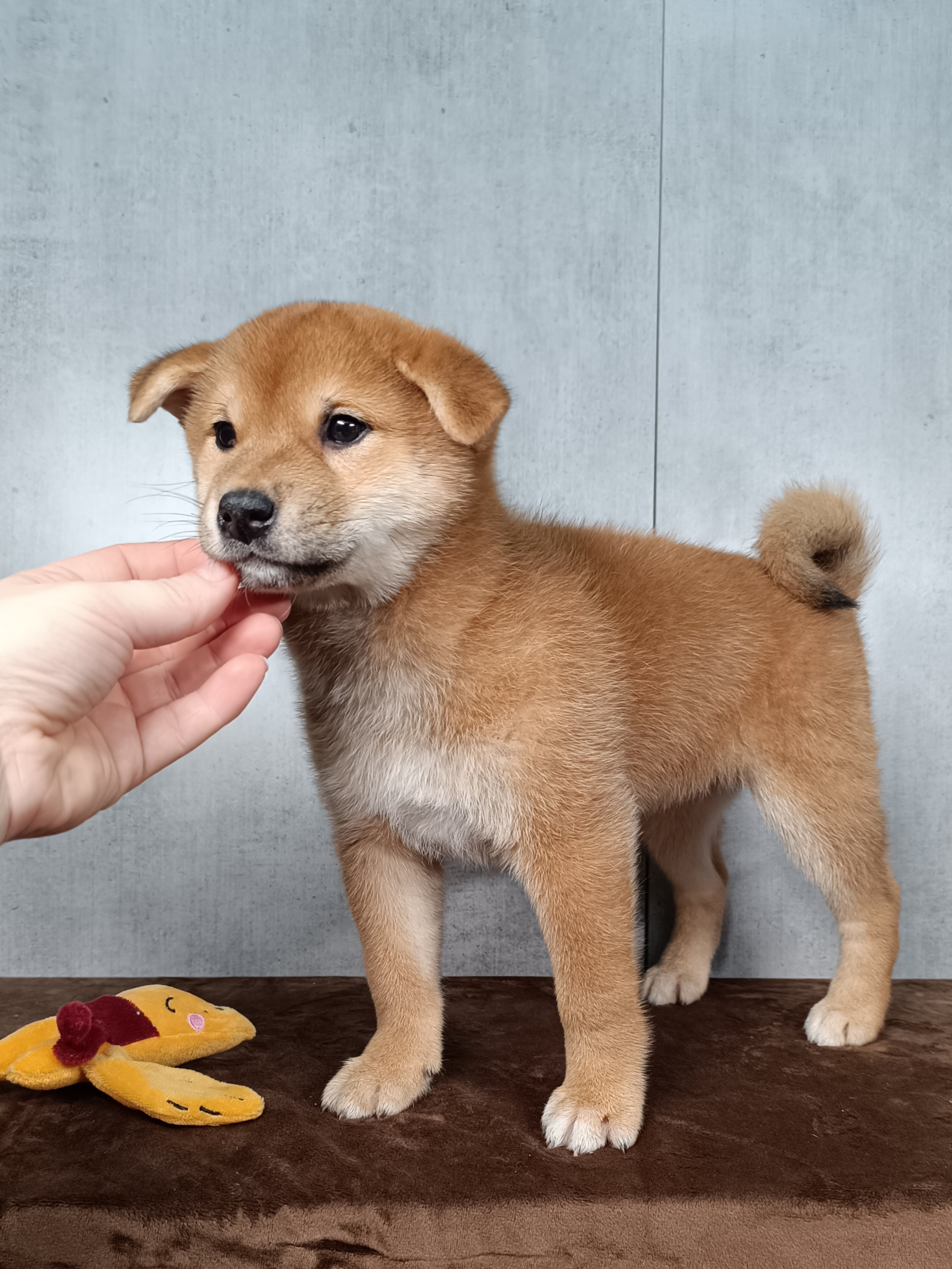 Rubylight Hattie. AMERICAN AKITA RUBYLIGHT KENNEL I SHIBA-INU