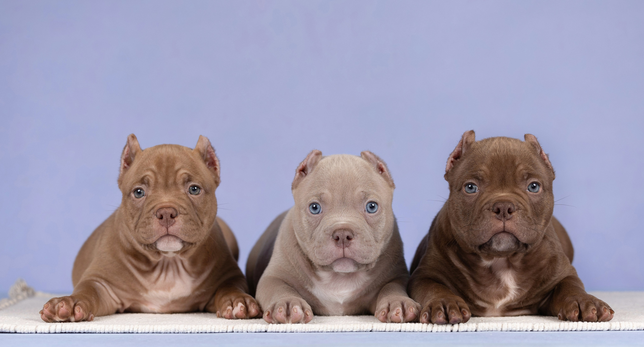 Щенки в домашней студии. Фотограф анималист в Казани Алина Сулейманова. Фотограф животных