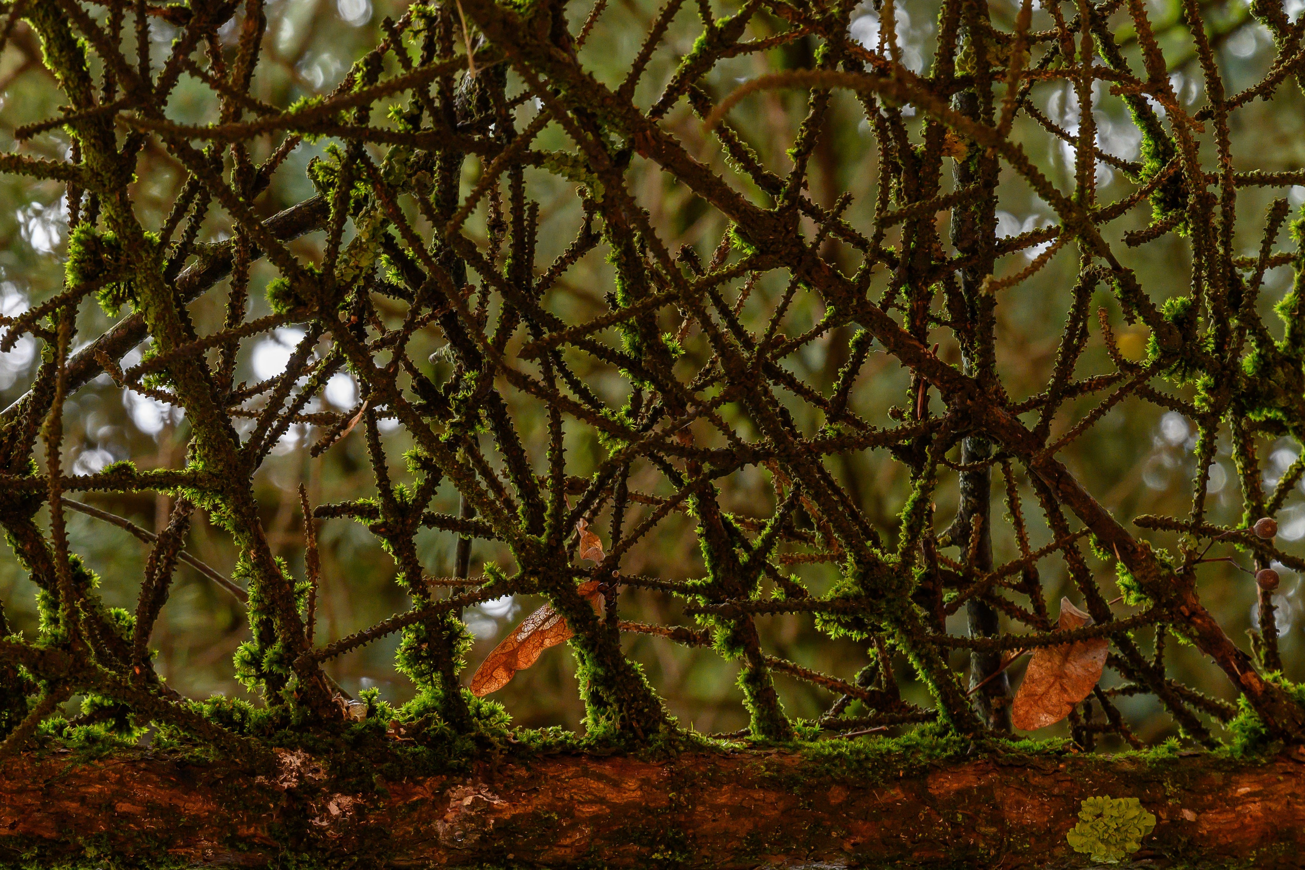 Dimitri Bakhtadze, colour photos. Dimitri Bakhtadze photographer