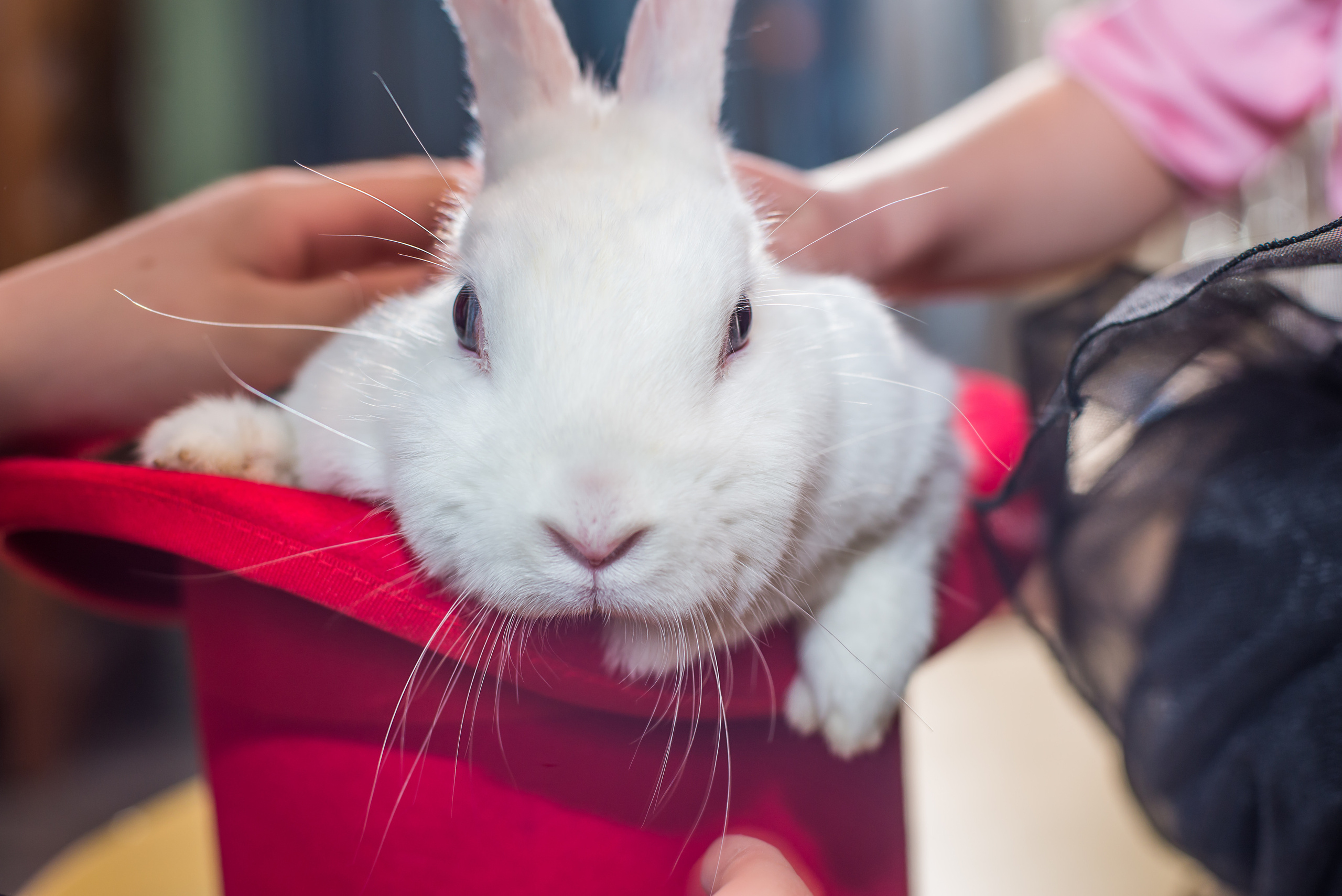 Фотопроект Цирк. ZDARONOKIA Репортажный фотограф