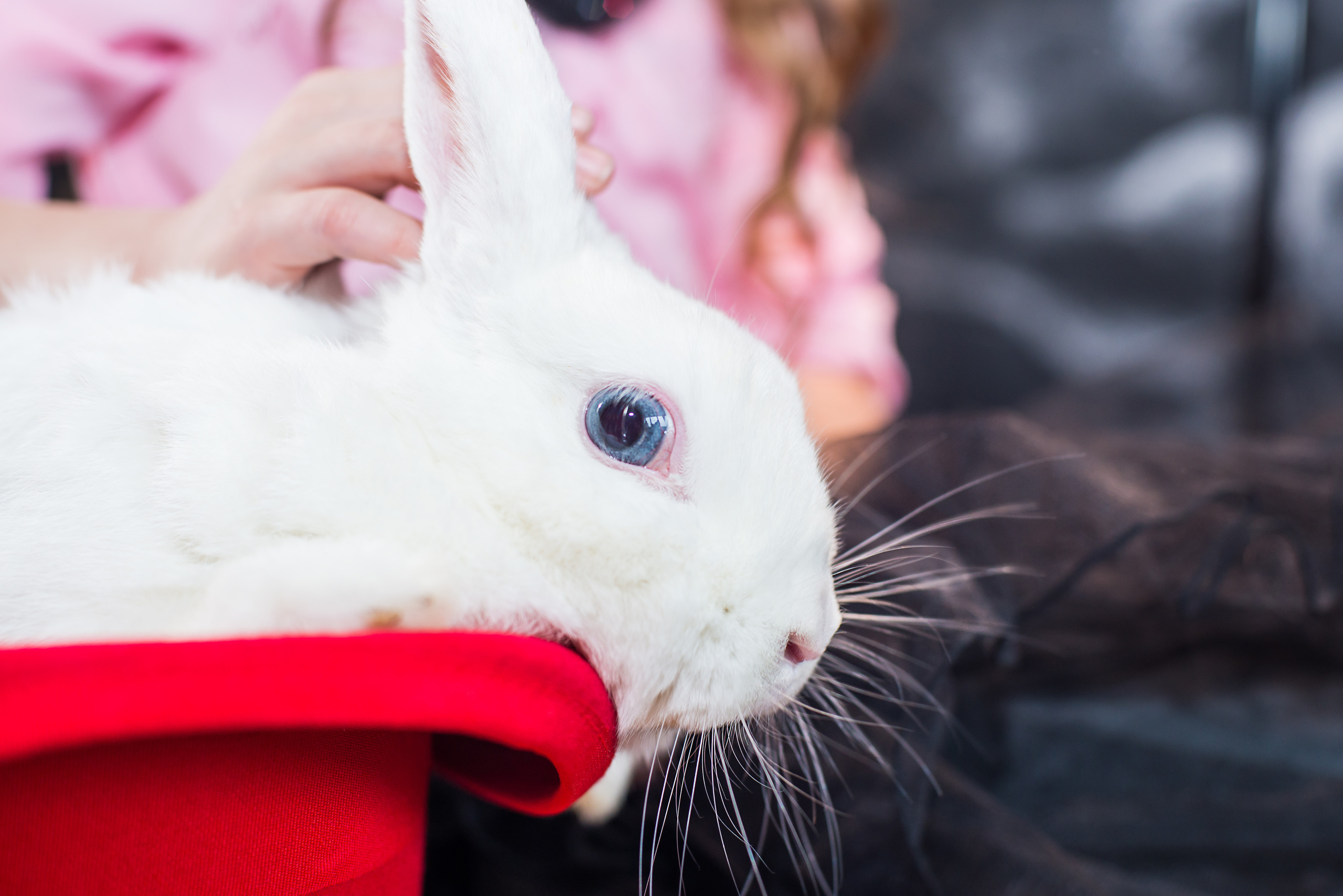 Фотопроект Цирк. ZDARONOKIA Репортажный фотограф