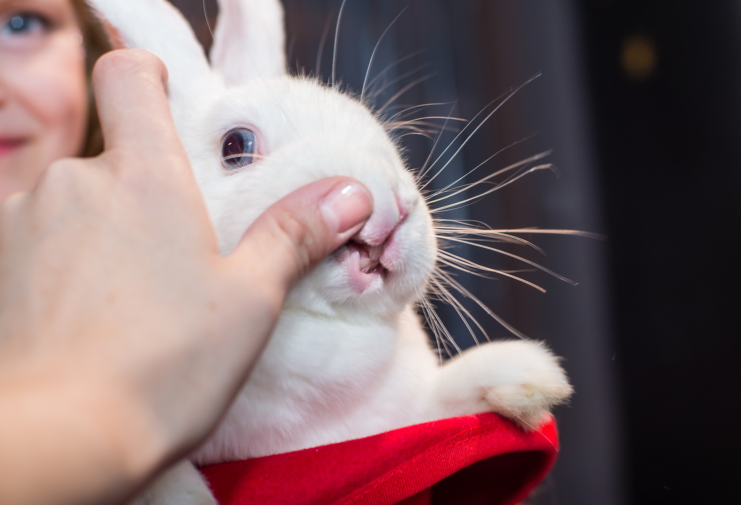 Фотопроект Цирк. ZDARONOKIA Репортажный фотограф