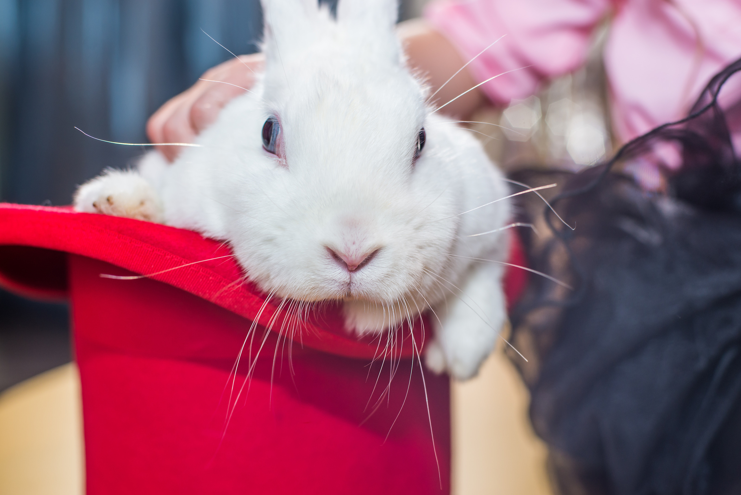 Фотопроект Цирк. ZDARONOKIA Репортажный фотограф
