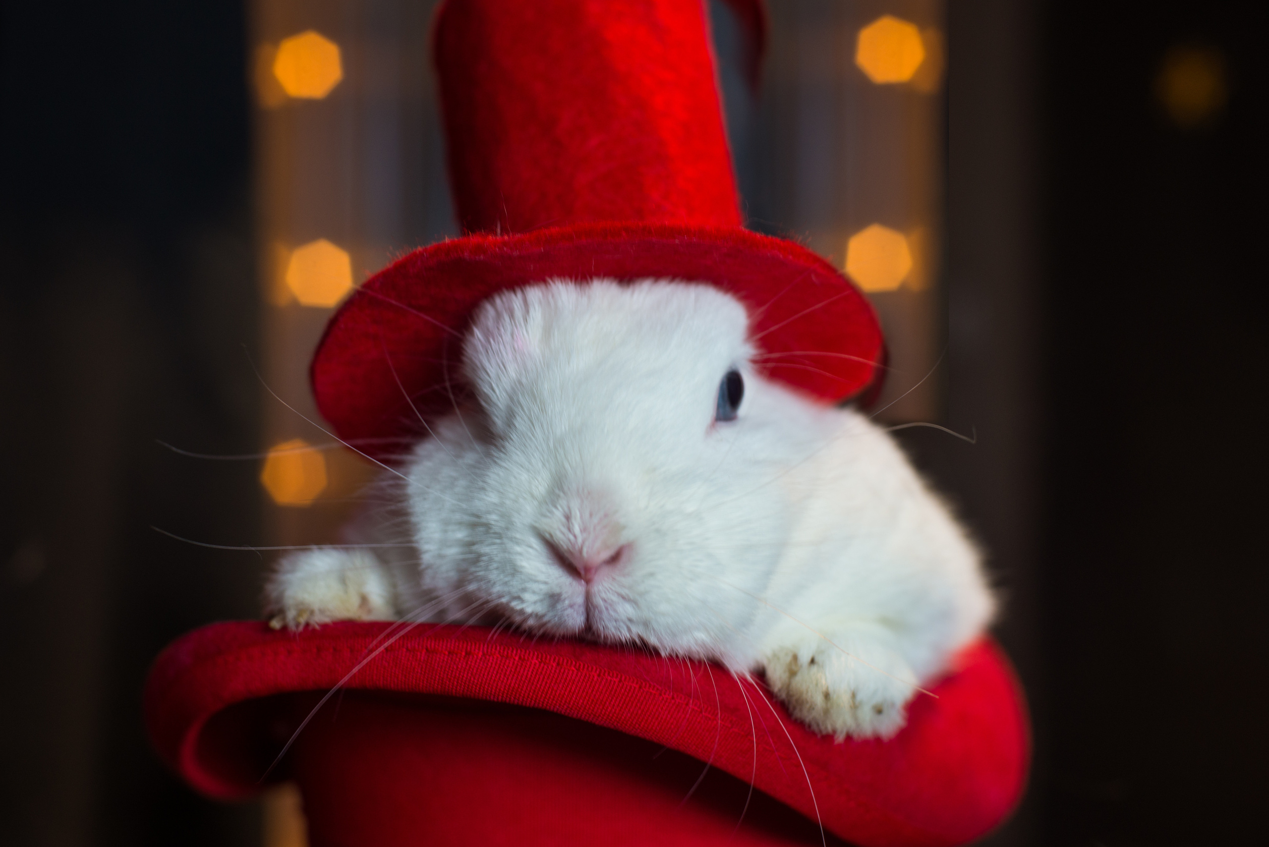 Фотопроект Цирк. ZDARONOKIA Репортажный фотограф