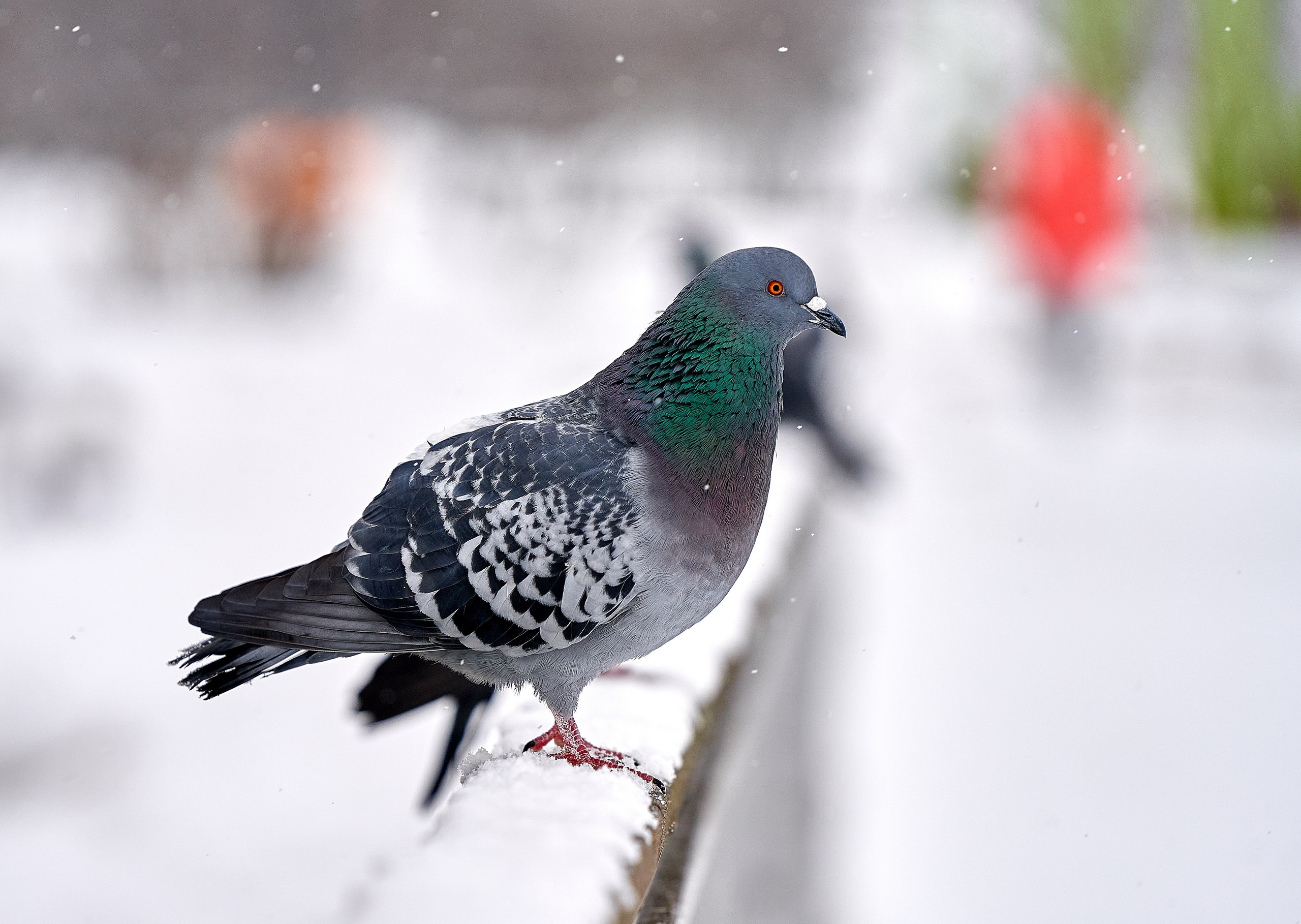 Фото птиц — галерея NATRIEL