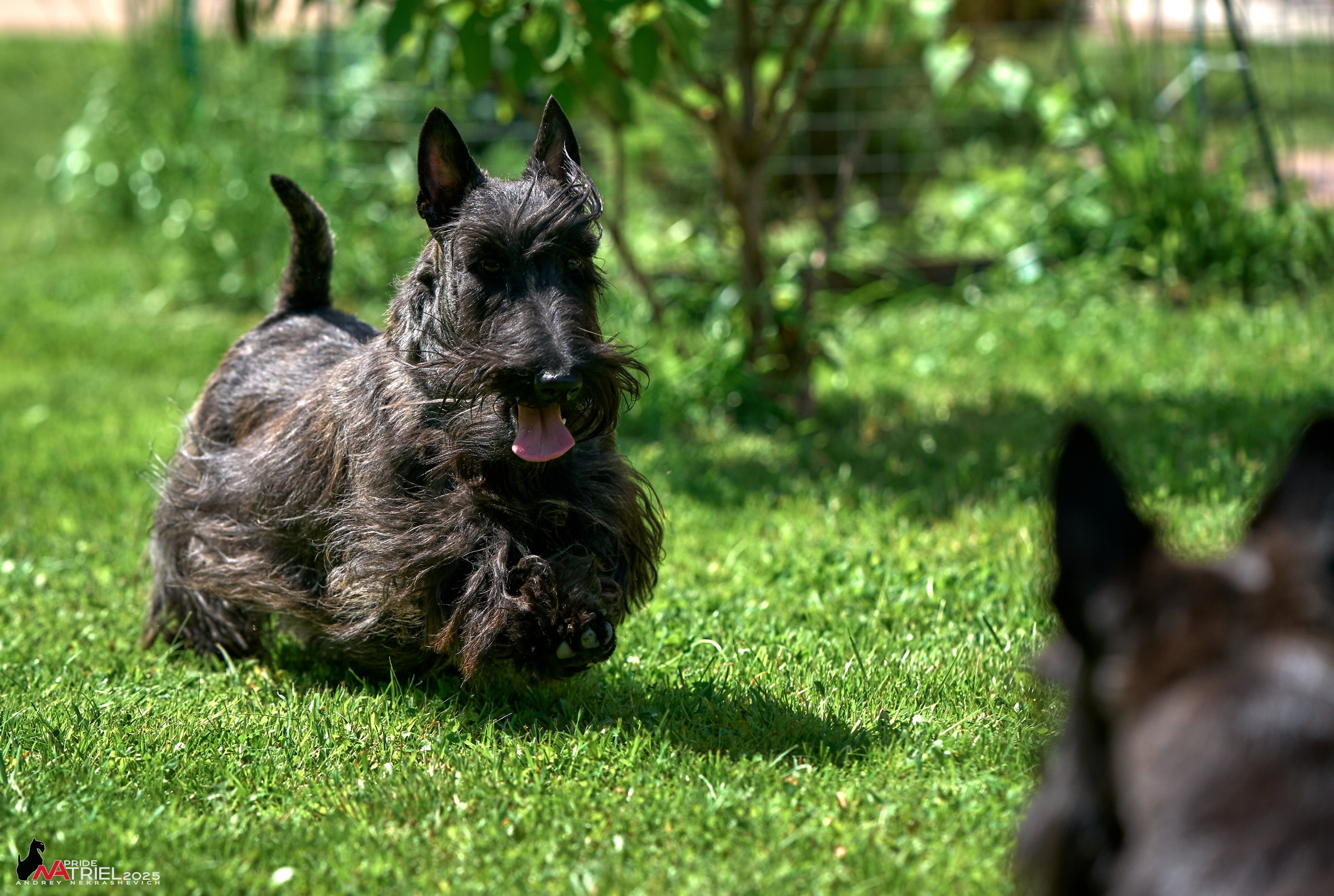 Алабаи и скотч-терьеры в питомнике у Ольги