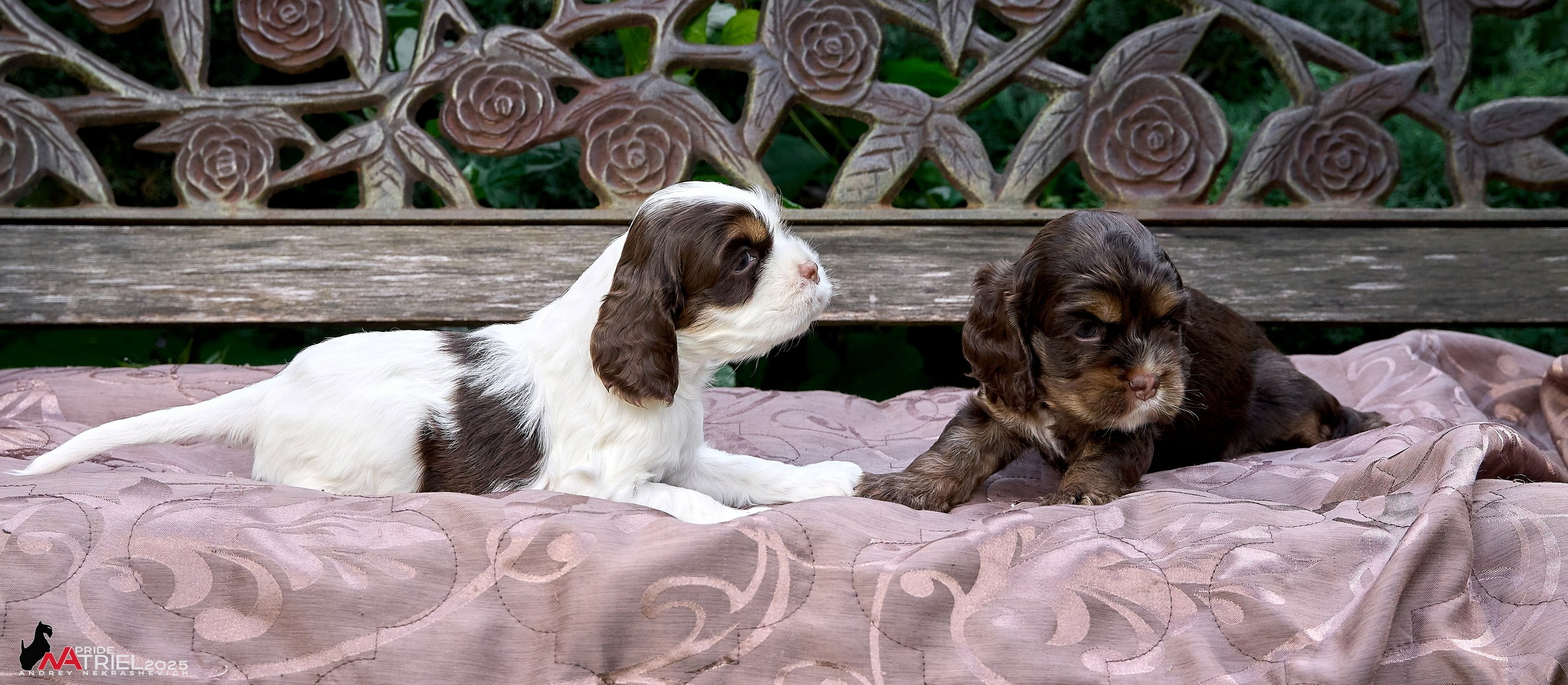 Щенки АмКокеров