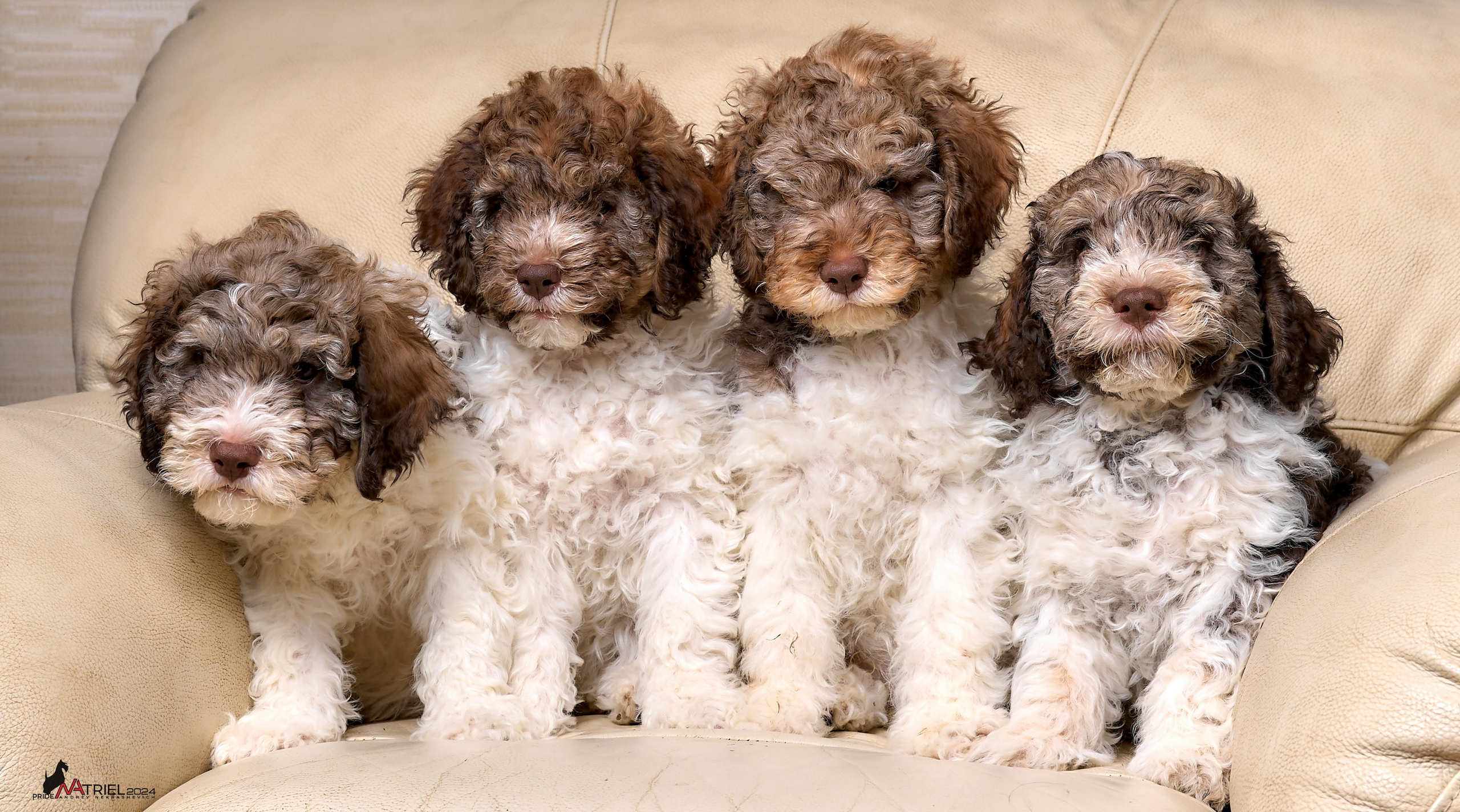 Съемка щенков лаготто дома с мобильным светом