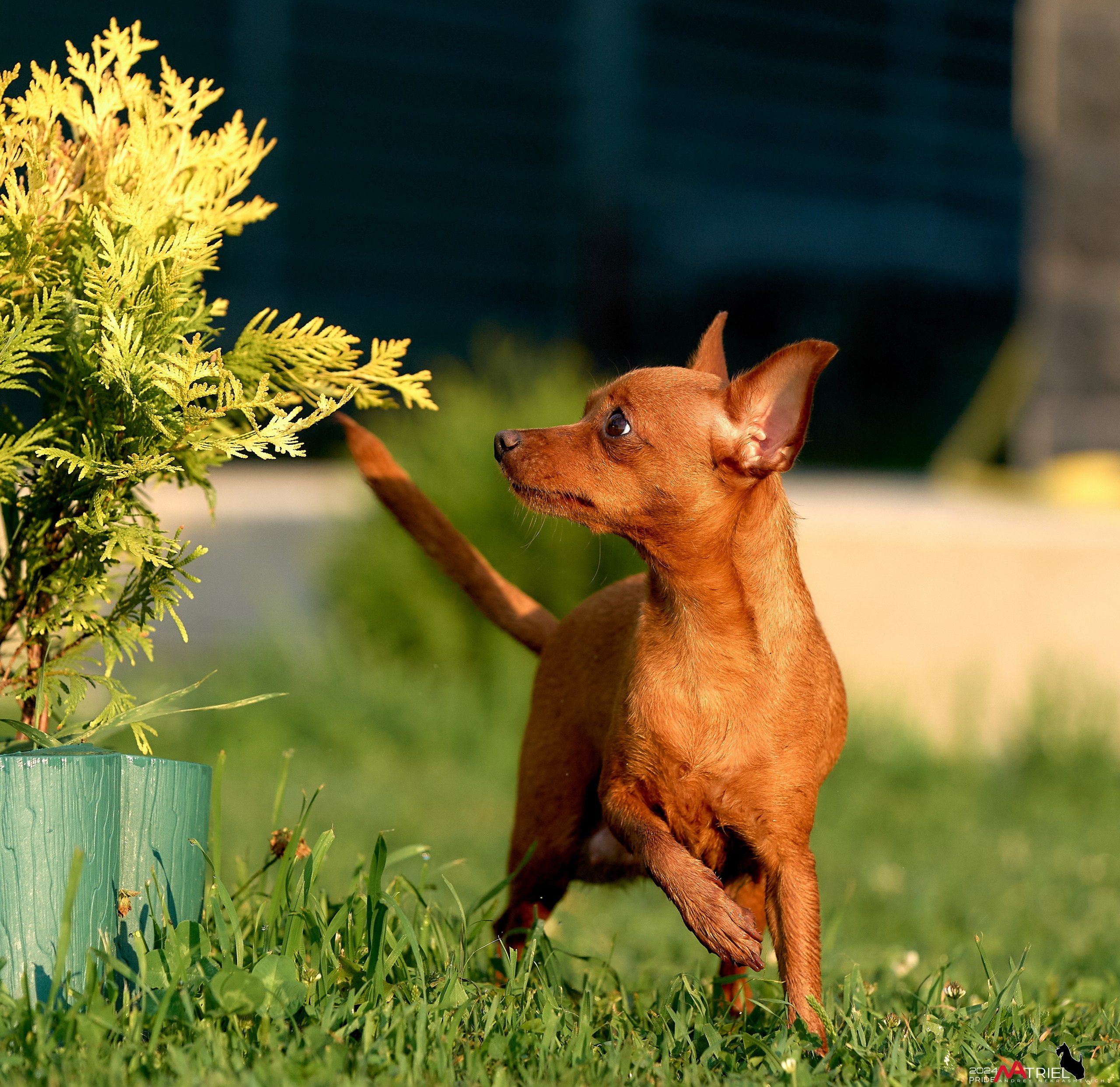 Фотопрогулка с крысариками