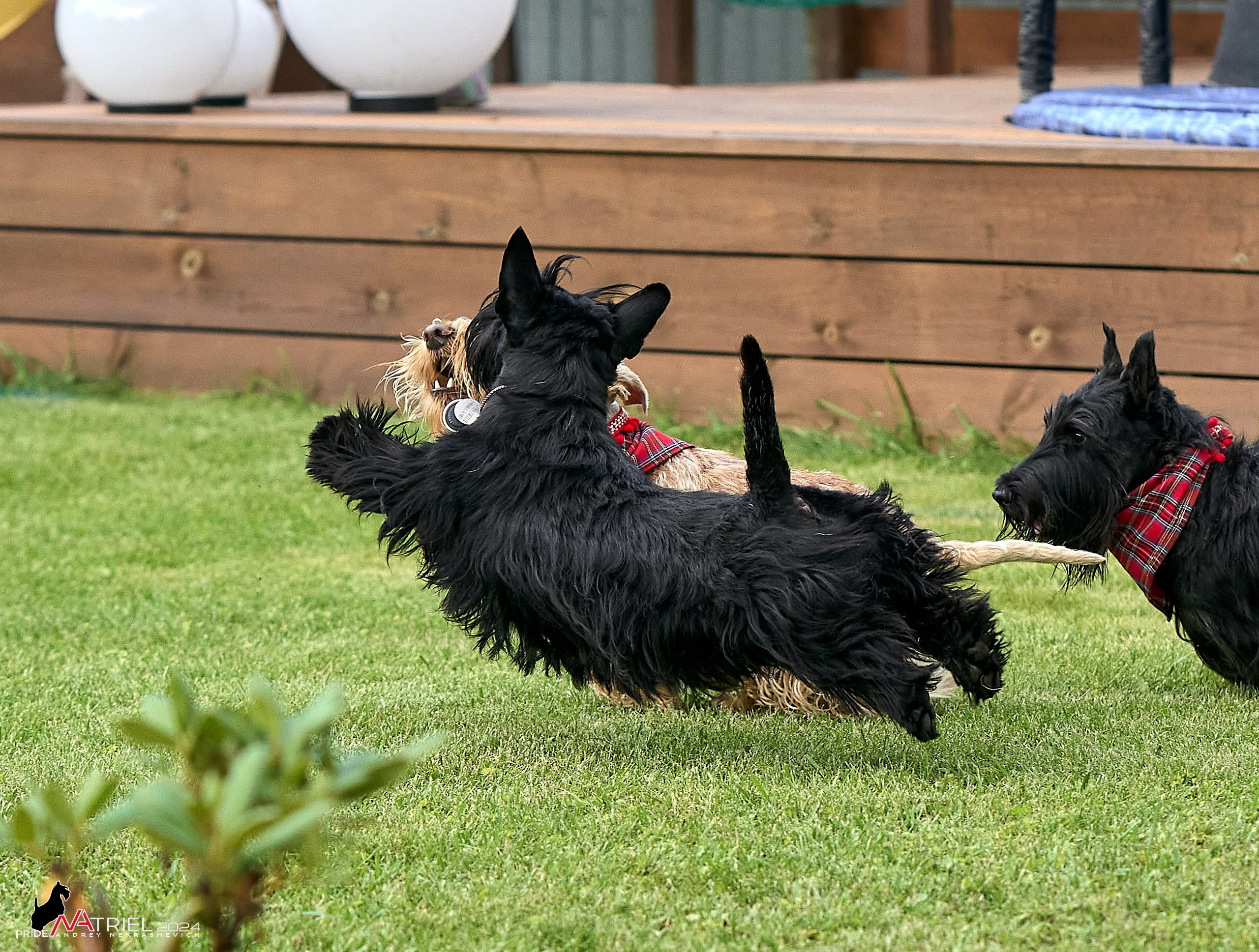 Скотчесемья «ИмпериалИти»