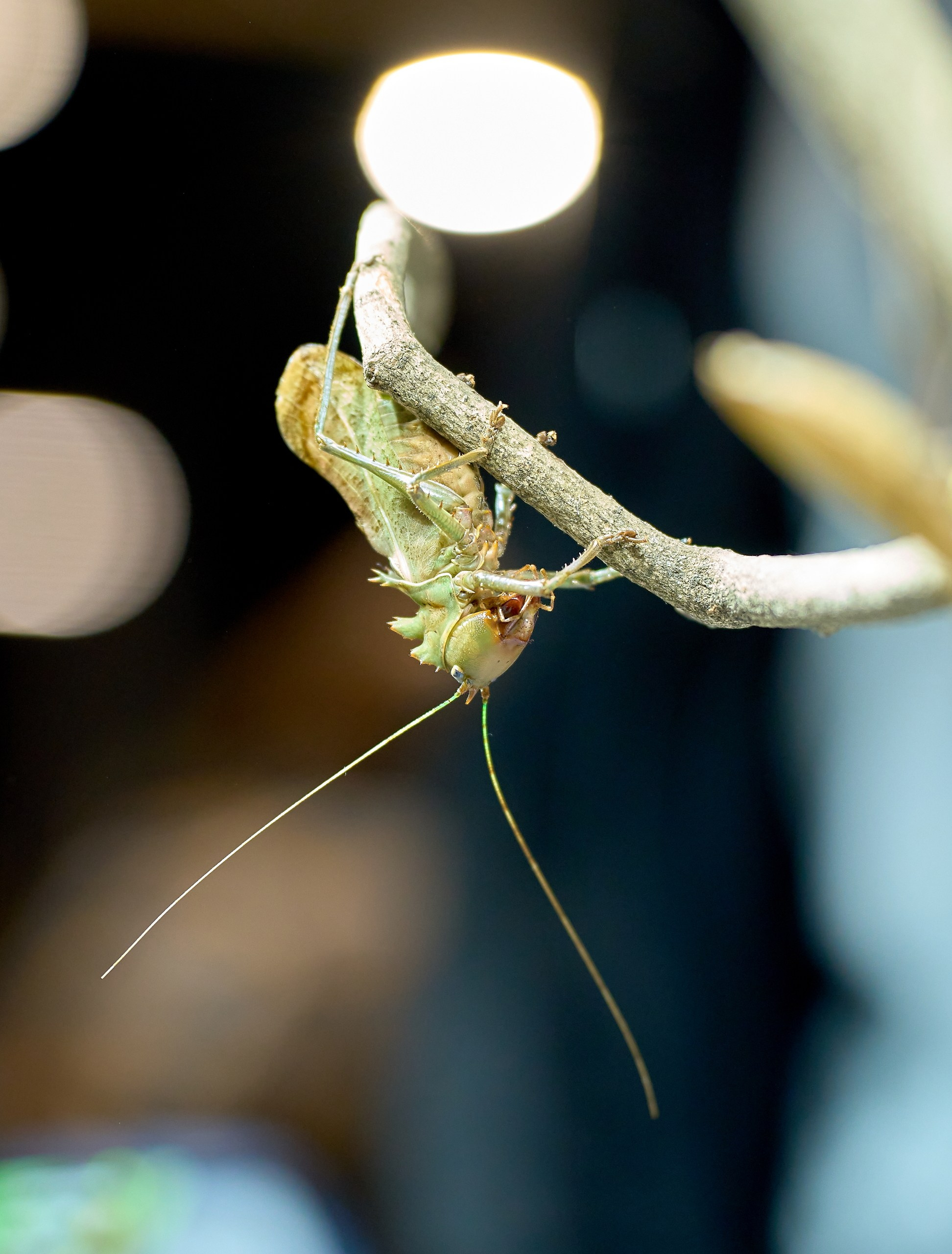 Макро-фото — галерея NATRIEL