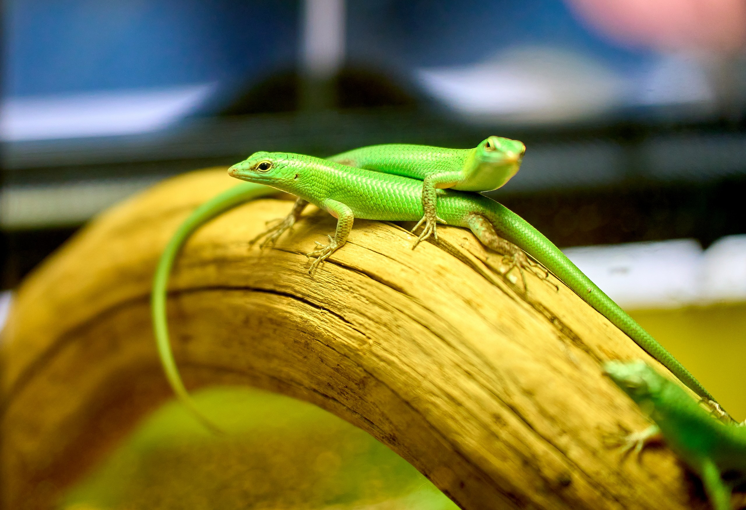 Рептилии — галерея NATRIEL