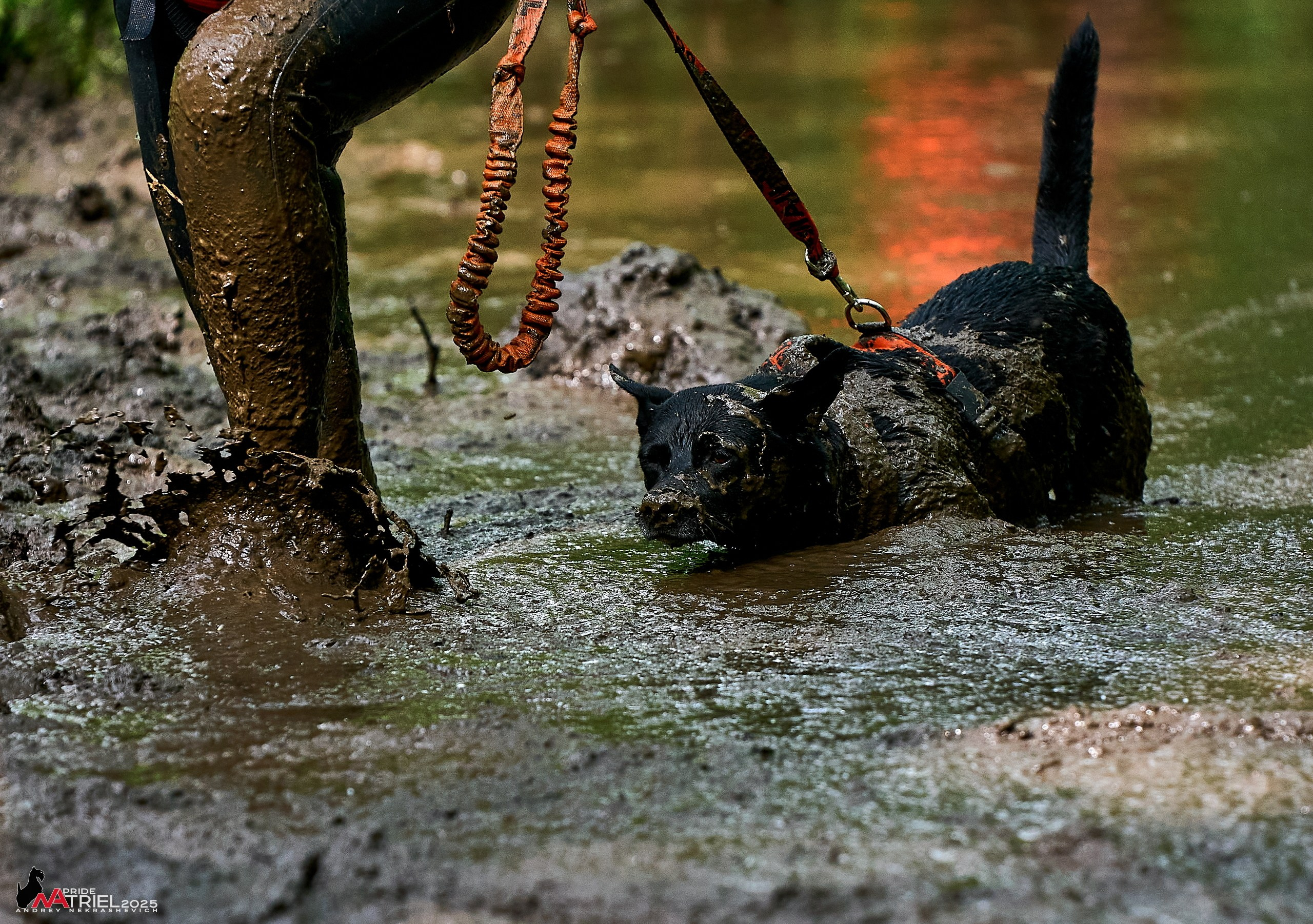 Russian Extreme Dog Trail — 2025