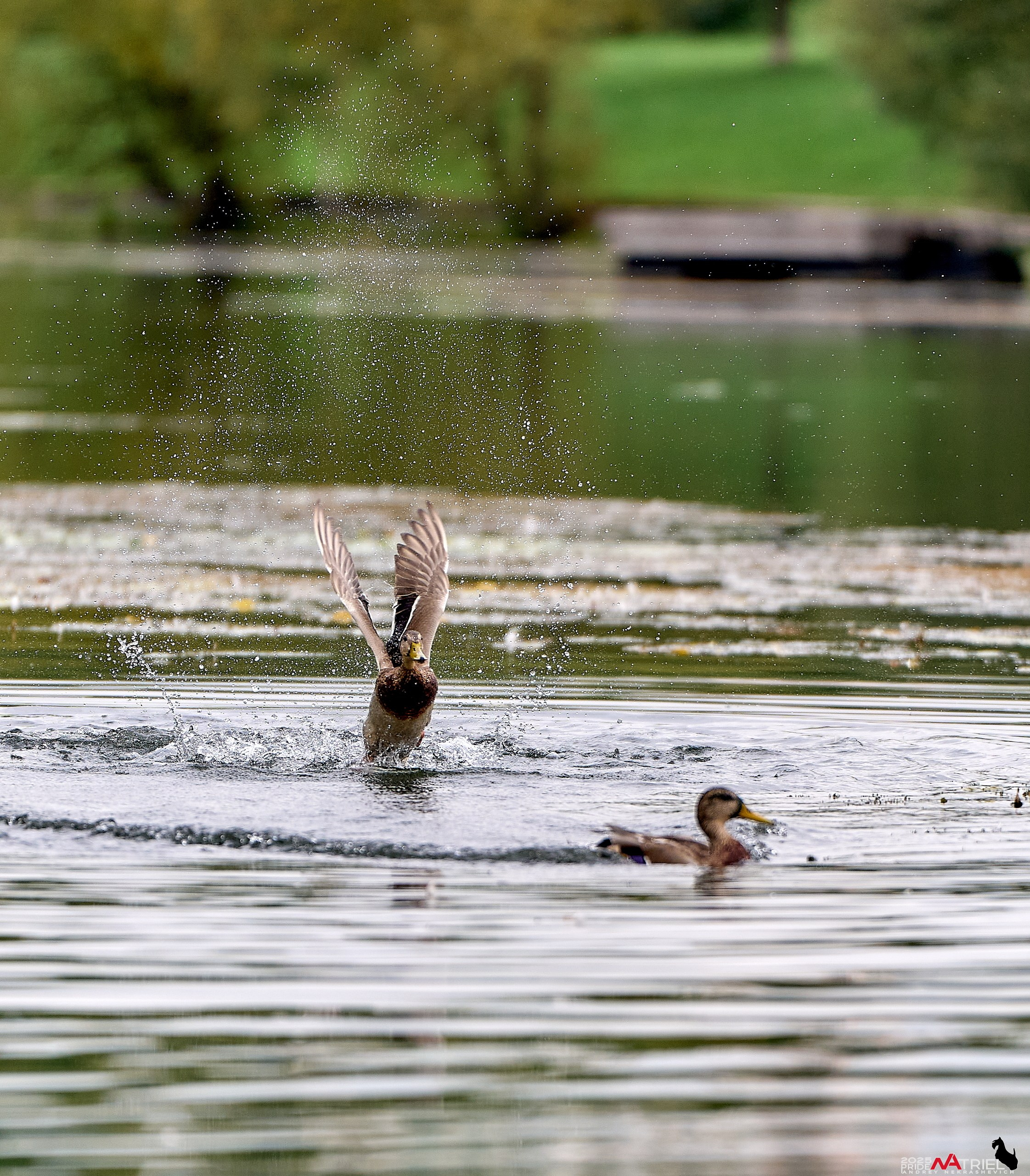 Утки на пруду