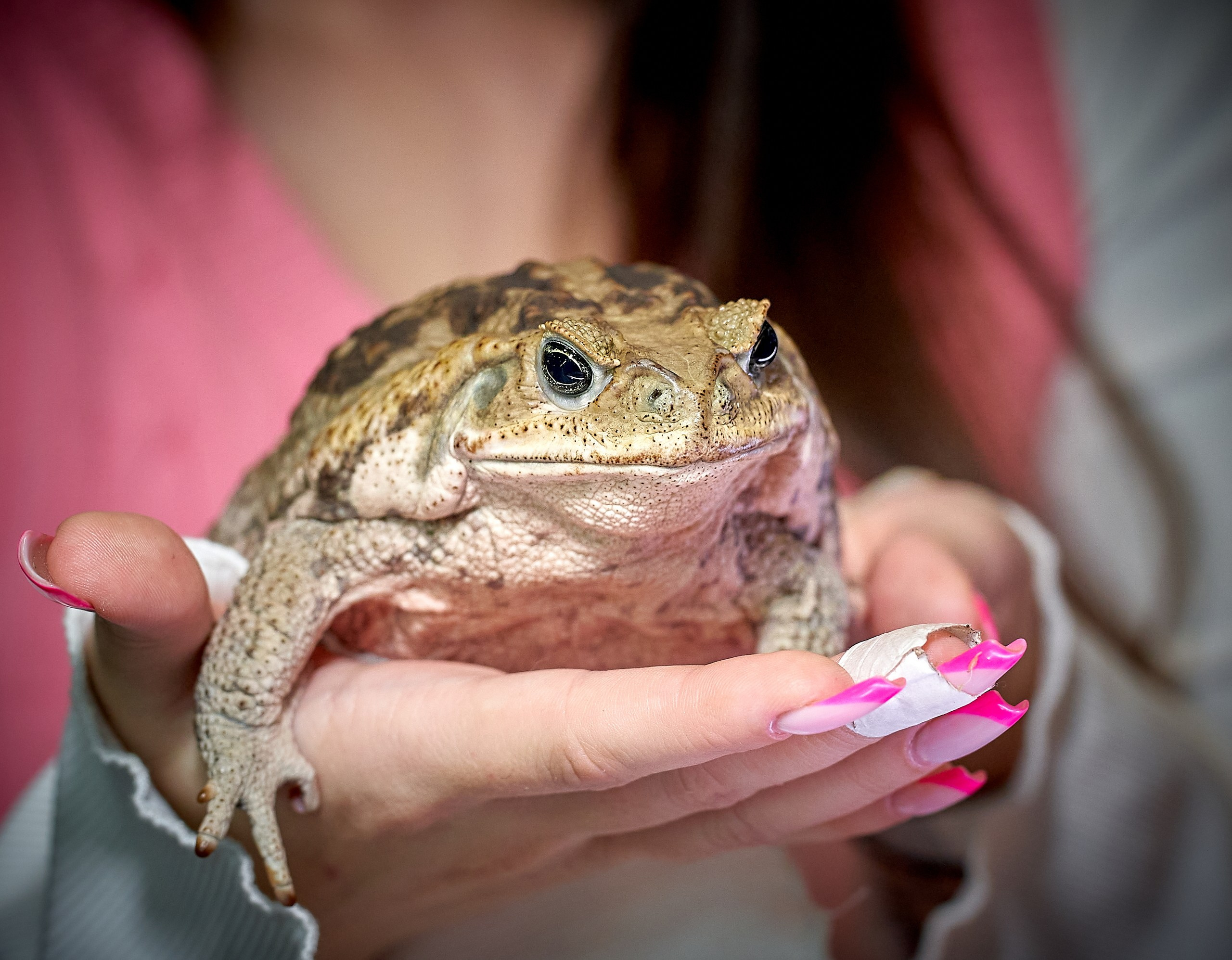 Рептилии — галерея NATRIEL