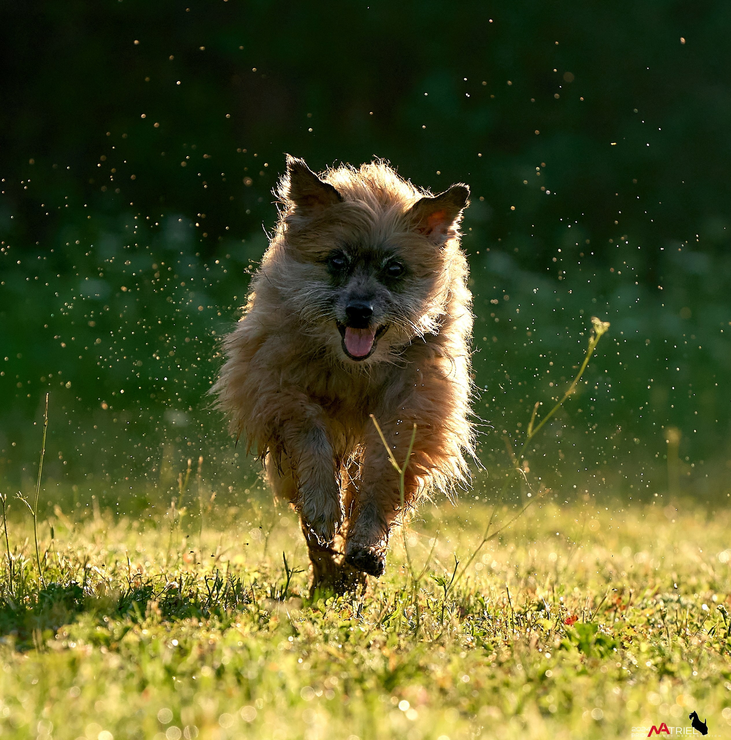 Репортаж из кинологического лагеря