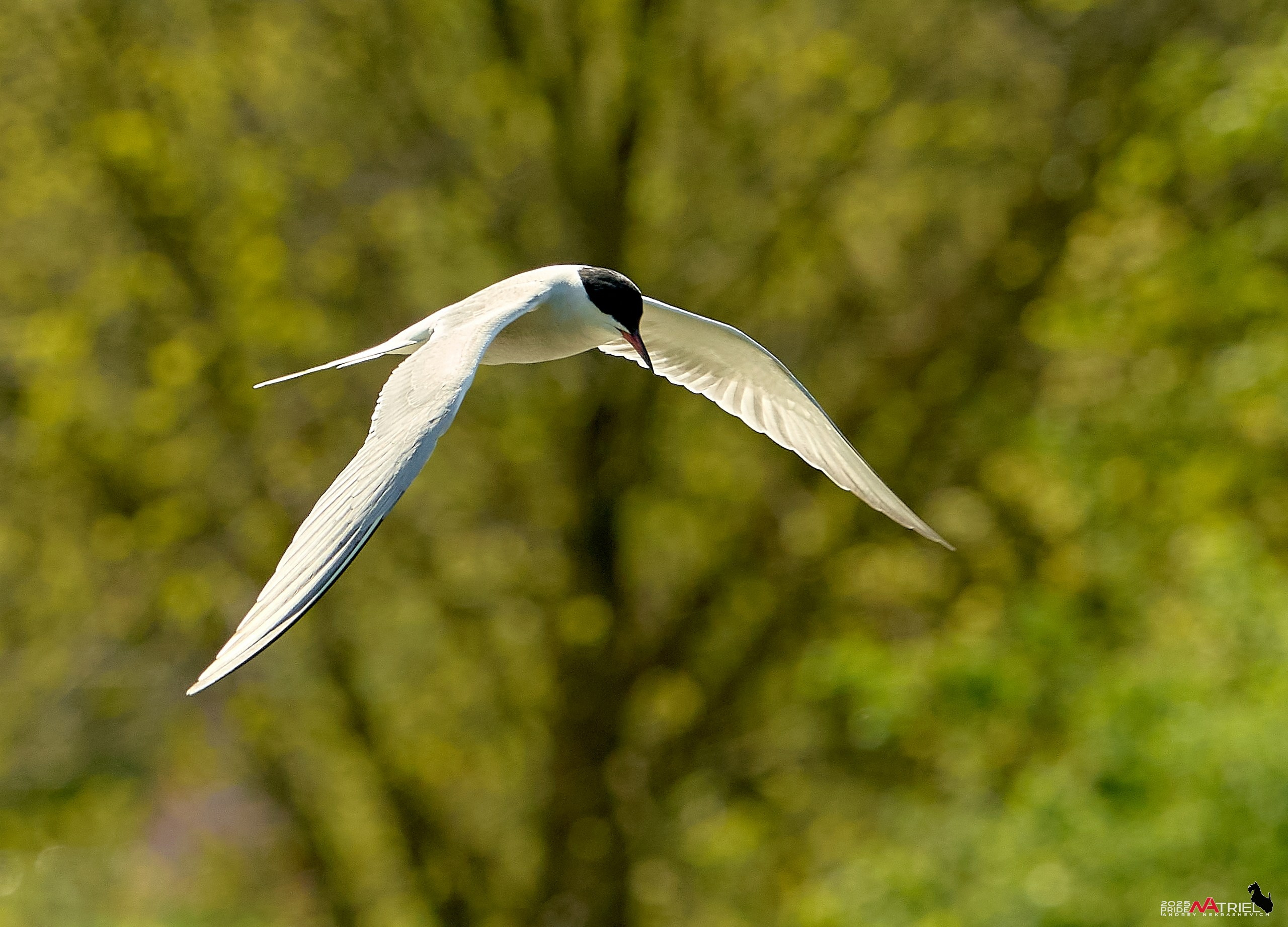 Птички и цветочки