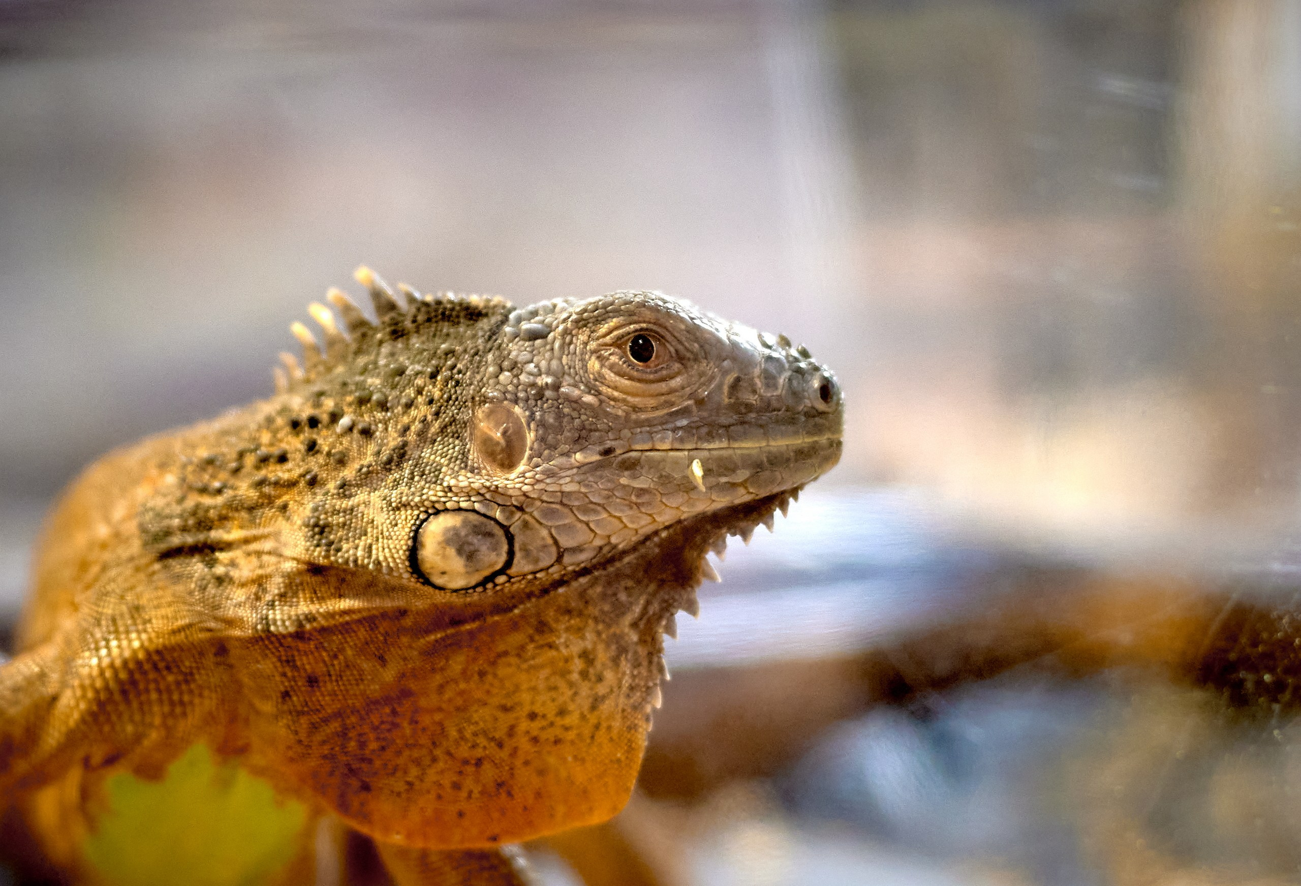 Рептилии — галерея NATRIEL