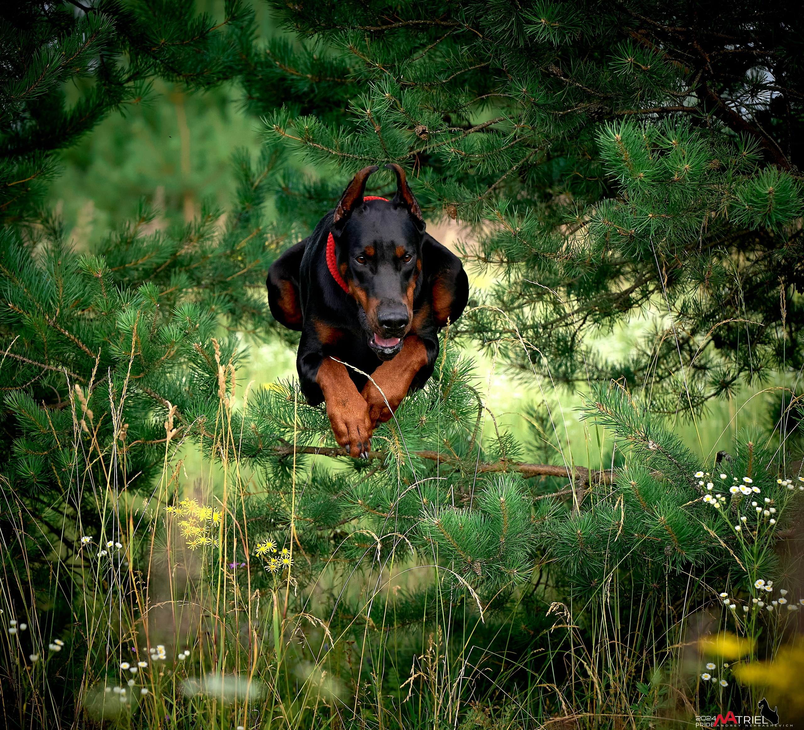 Репортаж из кинологического лагеря