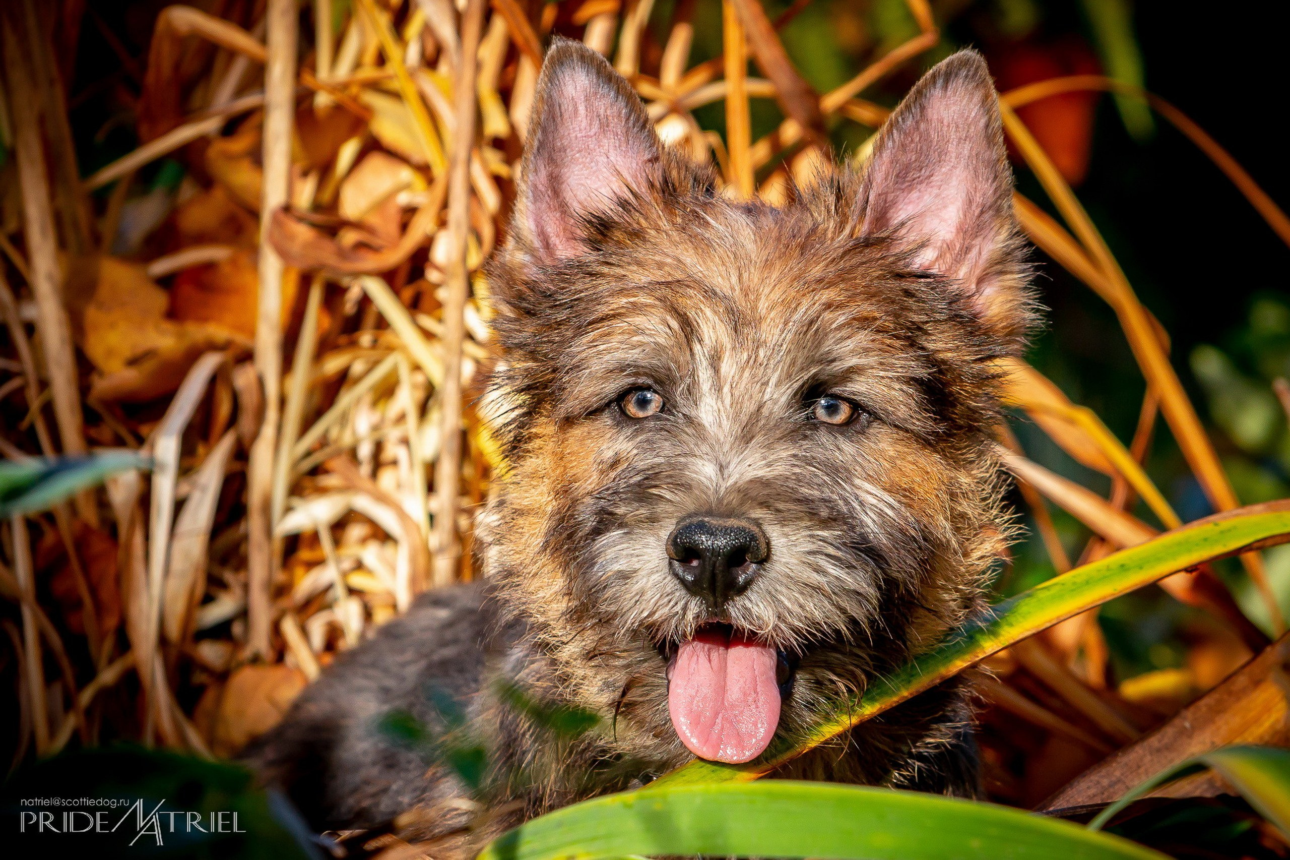 Щенки на прогулке — галерея NATRIEL