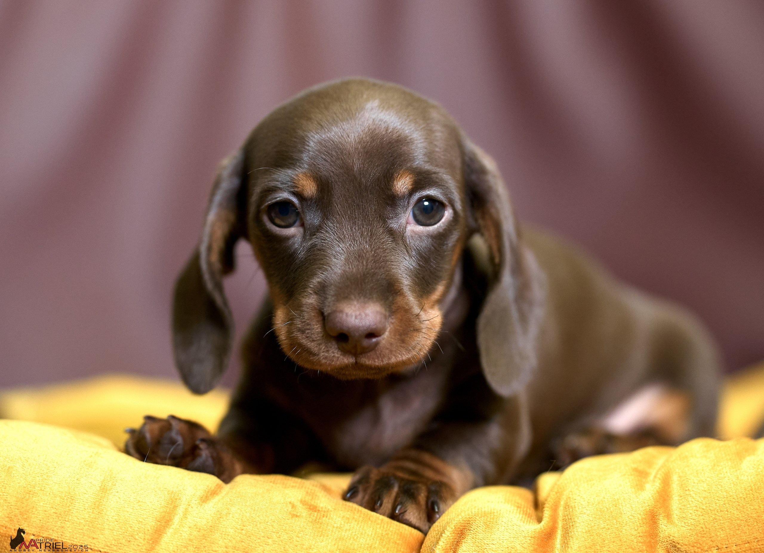 Съемка щенков таксы с мобильным светом