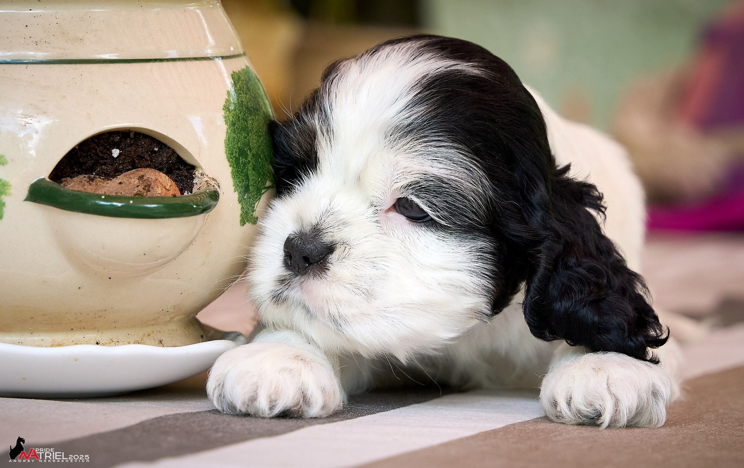 Щенки АмКокеров