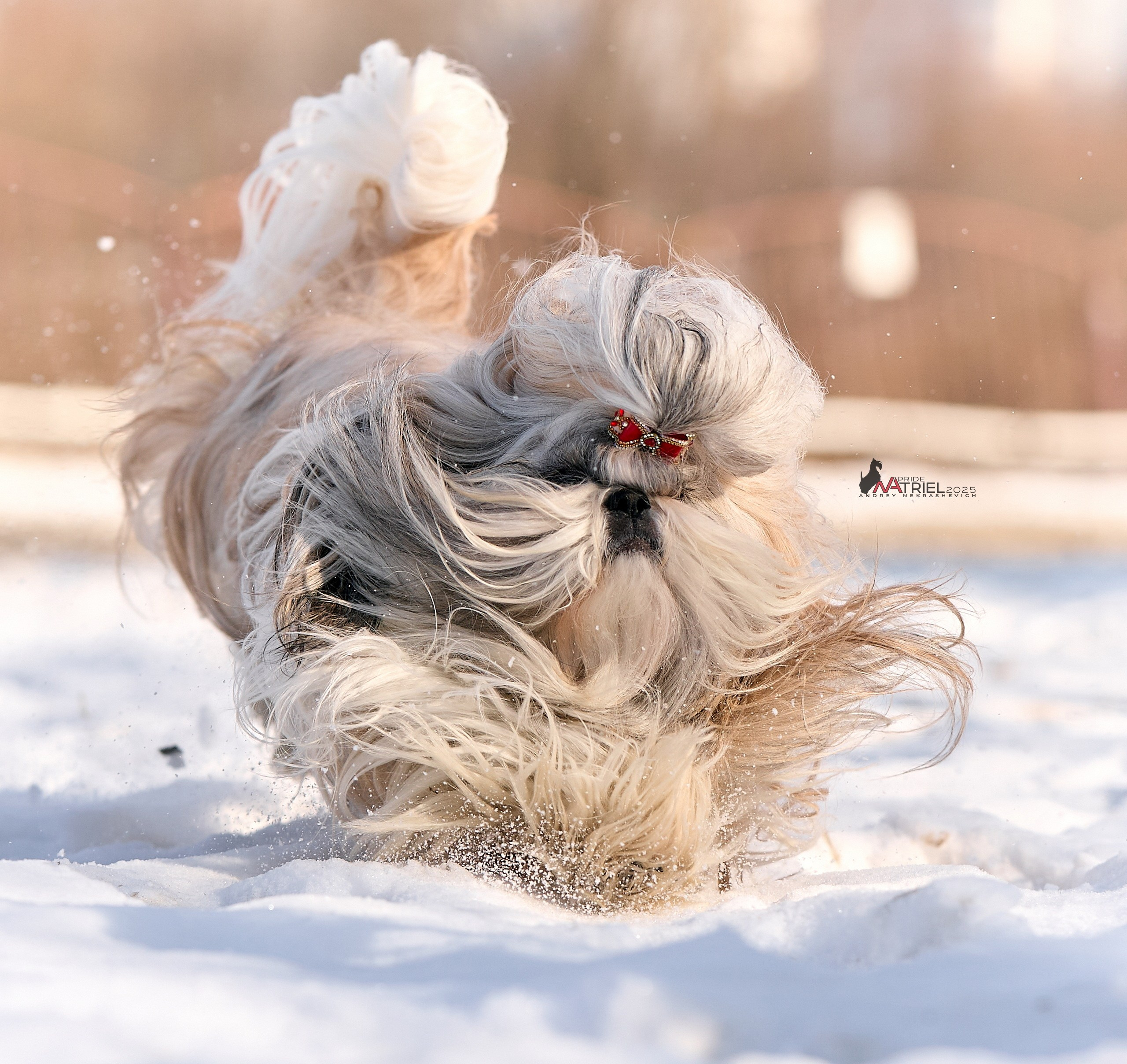 Съемка ши-тсу с мобильным светом