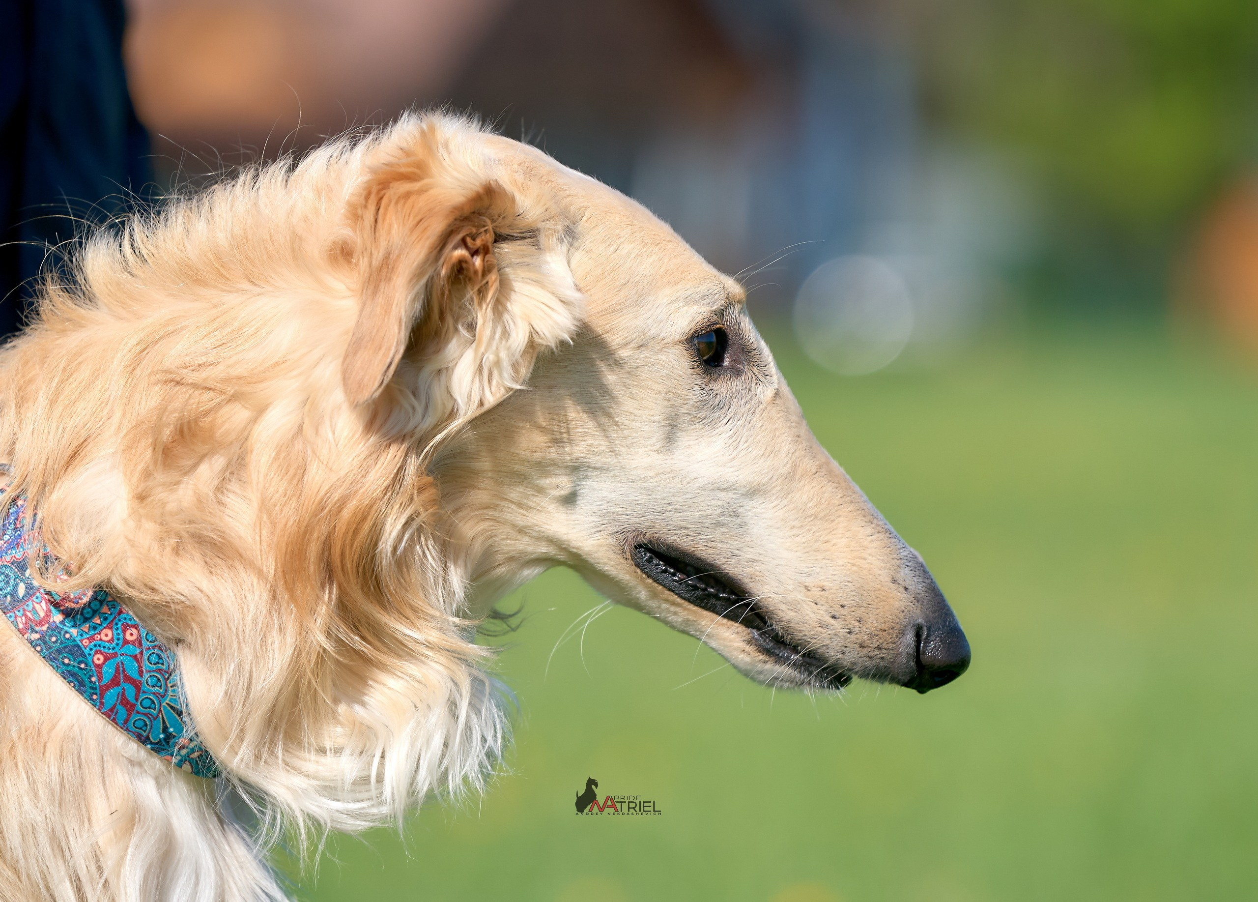 Портреты собак — галерея NATRIEL