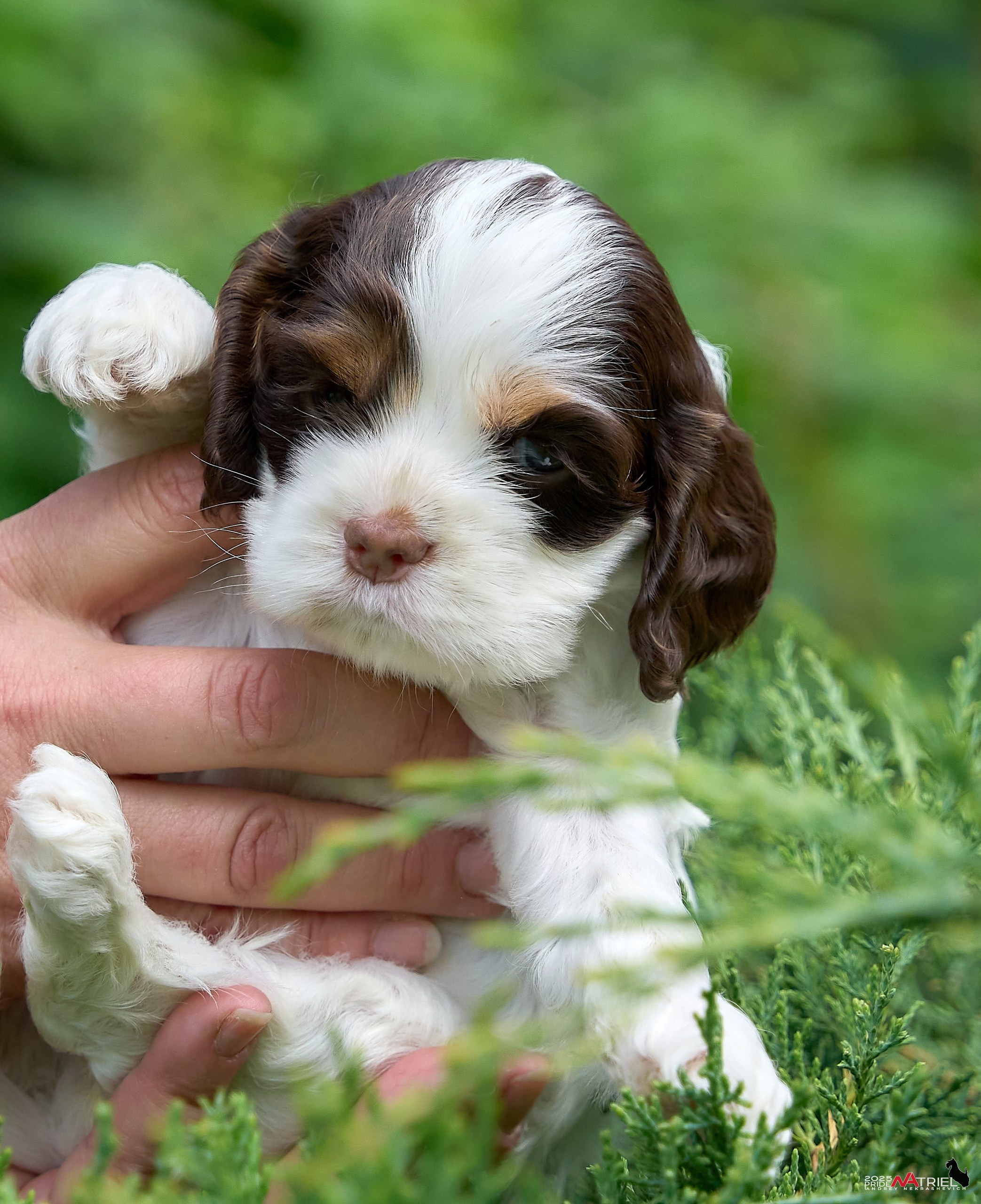 Щенки АмКокеров