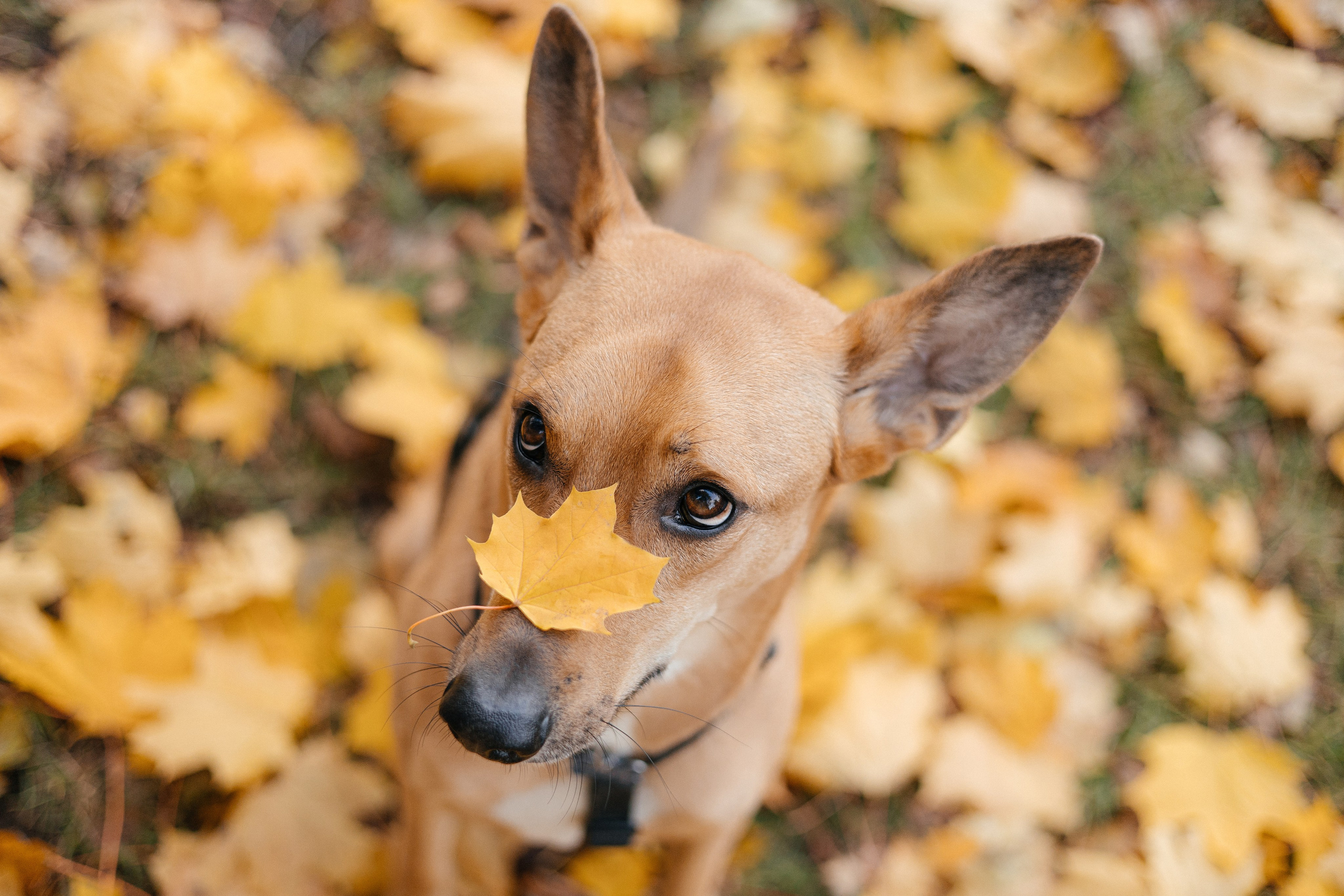 Нелли, Лёша, Рэй и Норд. Фотограф Анна Луценко Москва