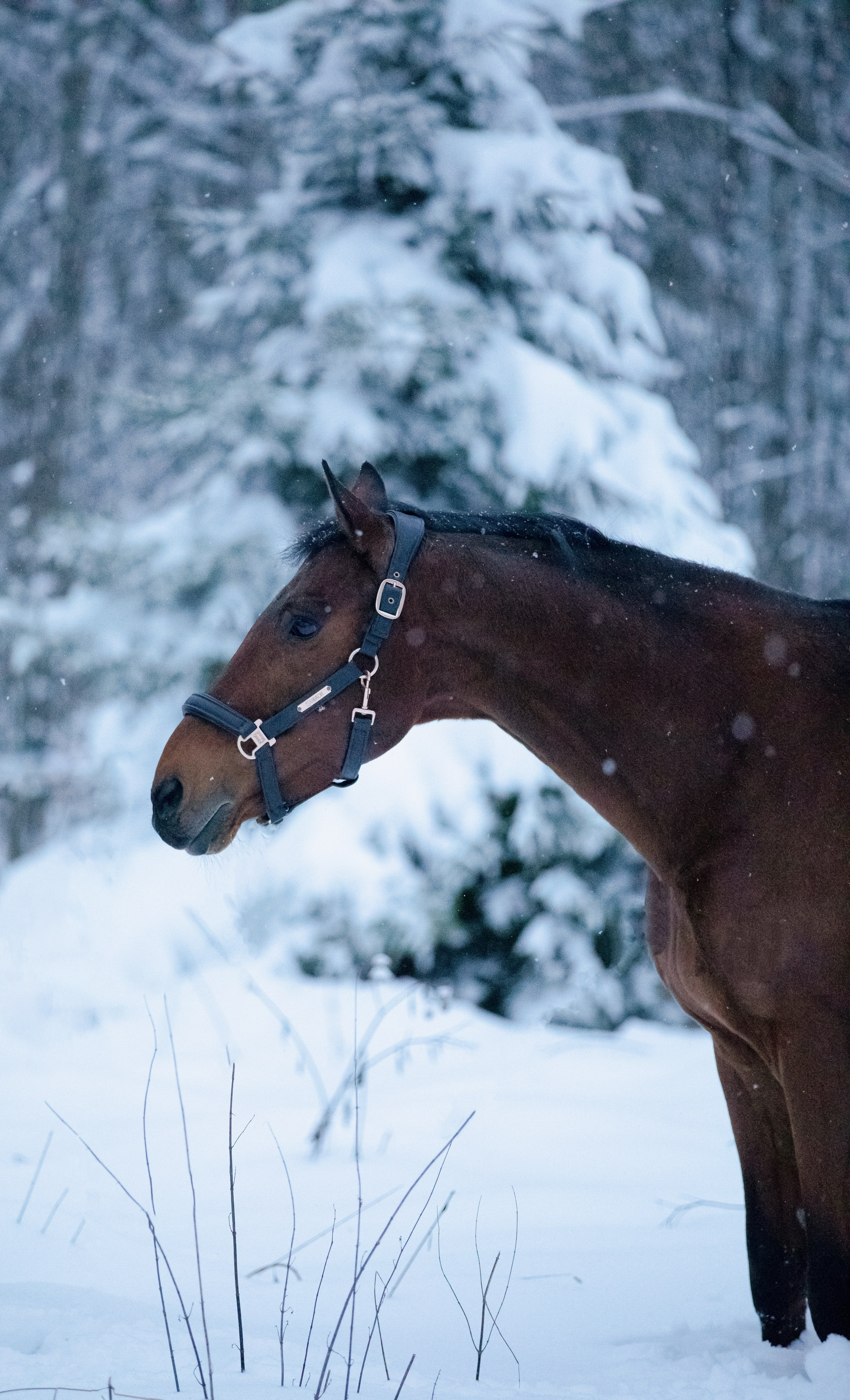 Браво. Фотограф-анималист Смирнова Клеопатра|Москва