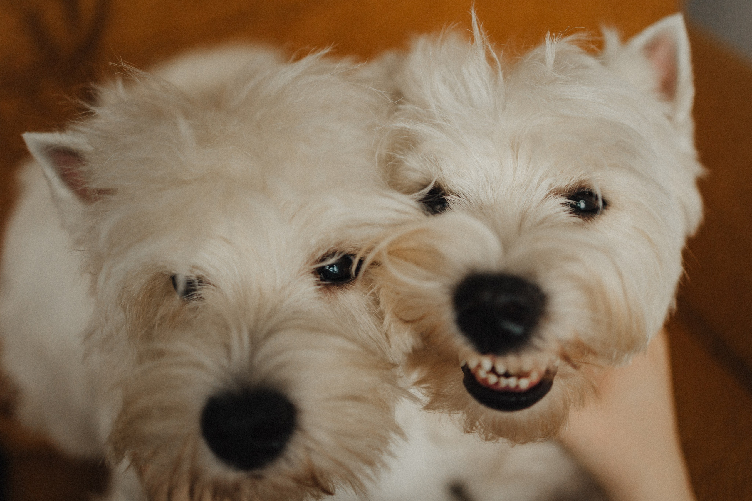 Вероника, Мята и Малина. Фотораф — анималист Мария Шистка