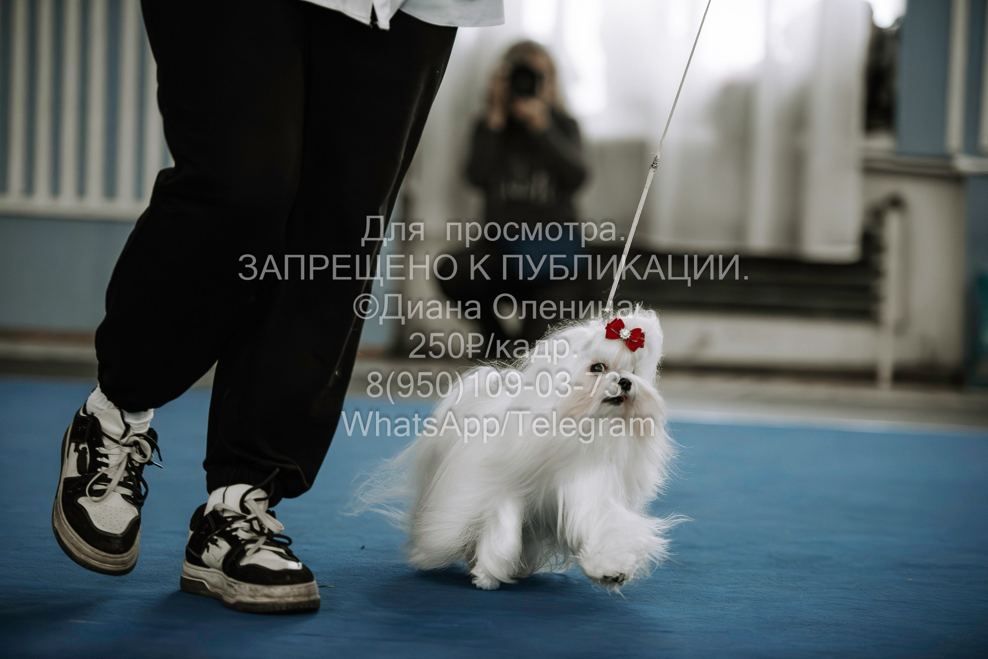 Выставка собак Красноярск 29.10.2023. Фотограф Диана Оленина Красноярск / Братск