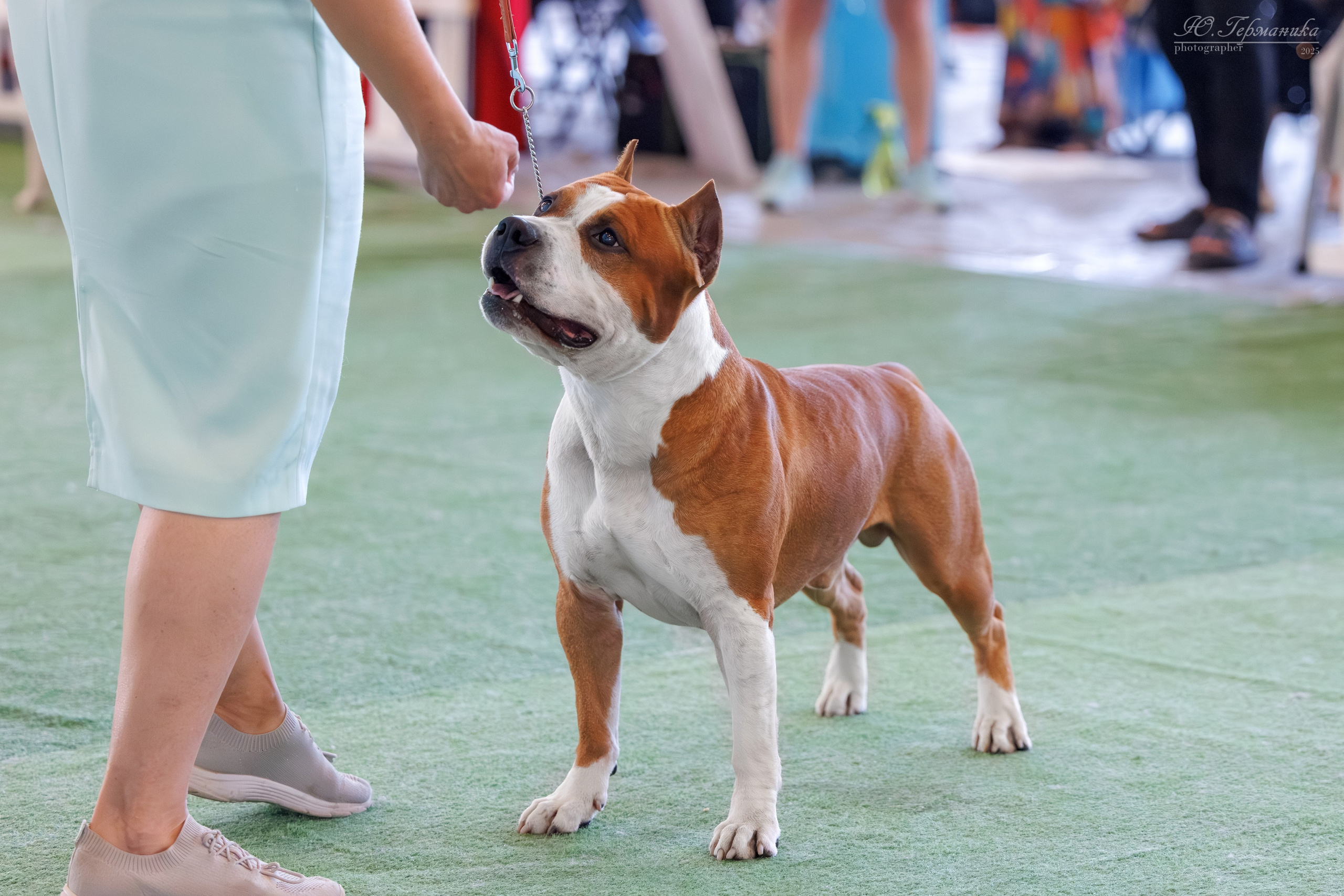 Батуми 3хCACIB 27-29.06.2025. Фотограф-анималист Юлия Германика