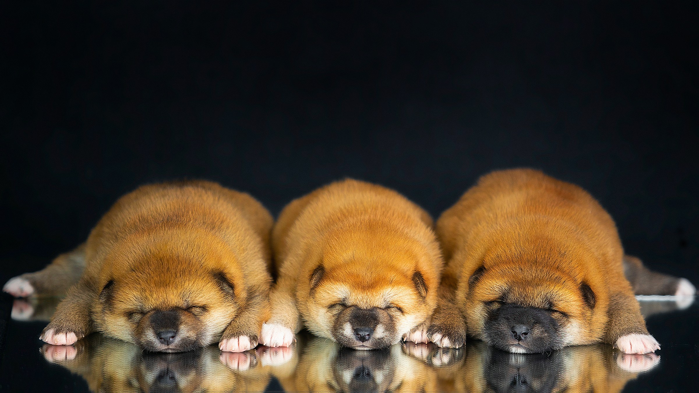 Puppies. Фотограф-анималист в Москве Евгения Старостина