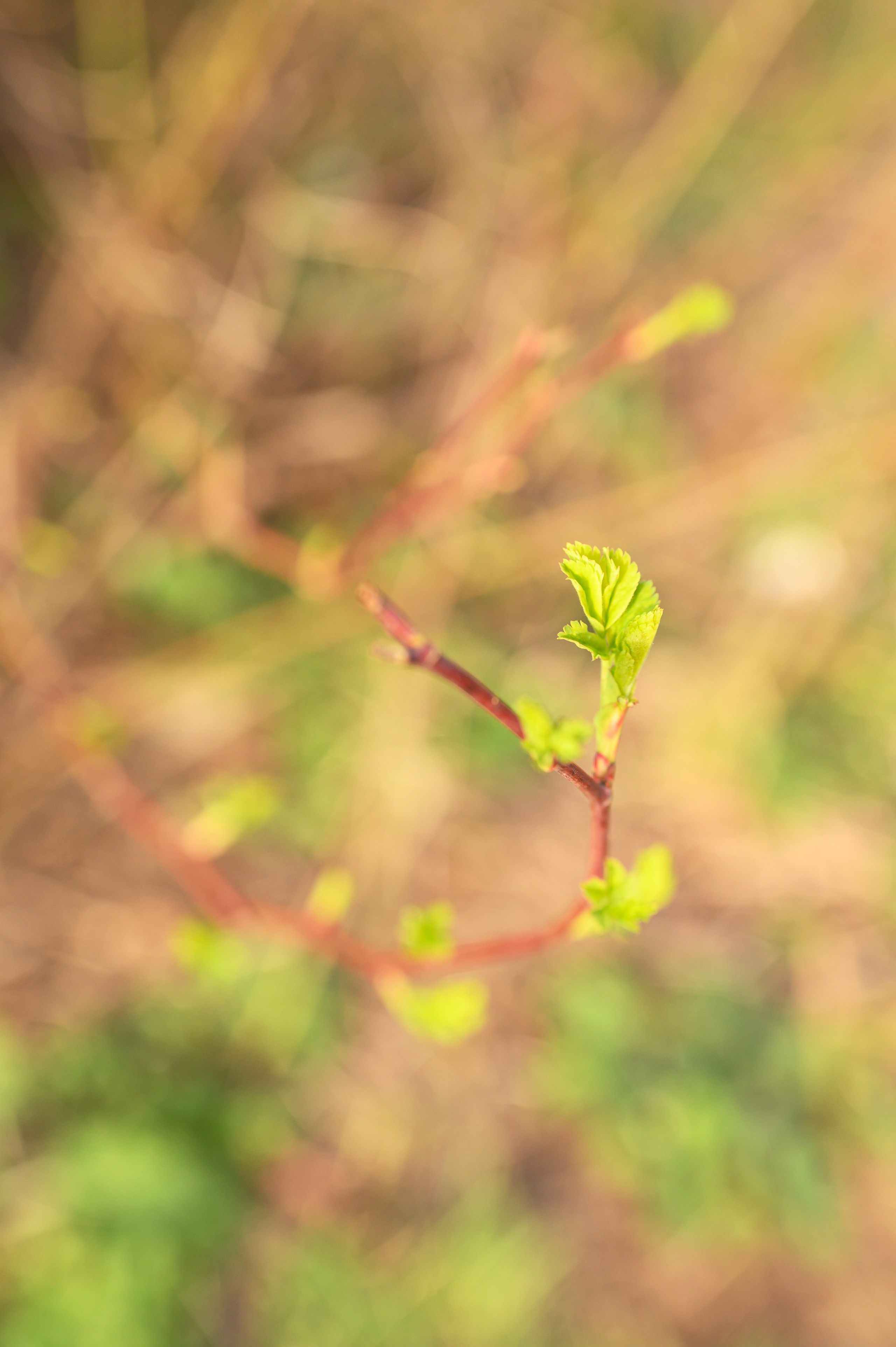 Молодая листва. Анна Боровикова, фотограф Пушкино
