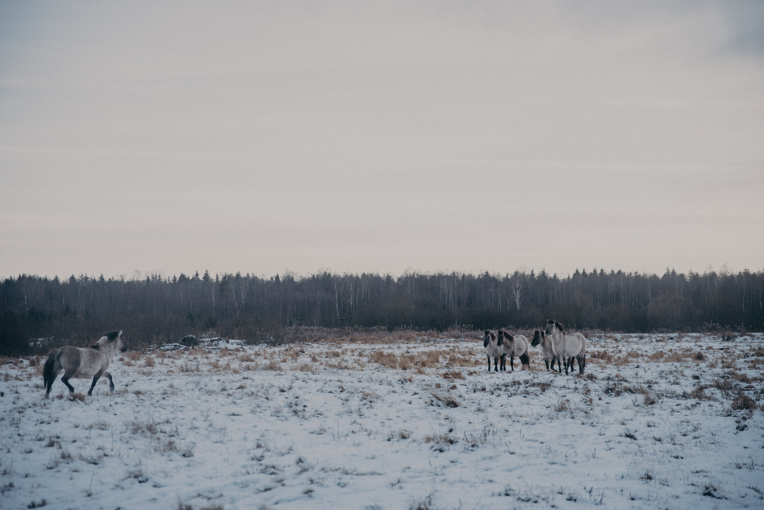 Тарпаны. Anita_photo